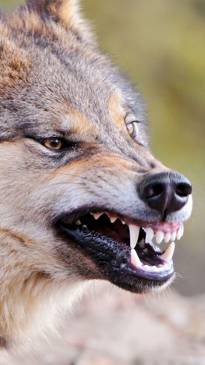 無料モバイル壁紙オオカミ, 狼, 動物をダウンロードします。