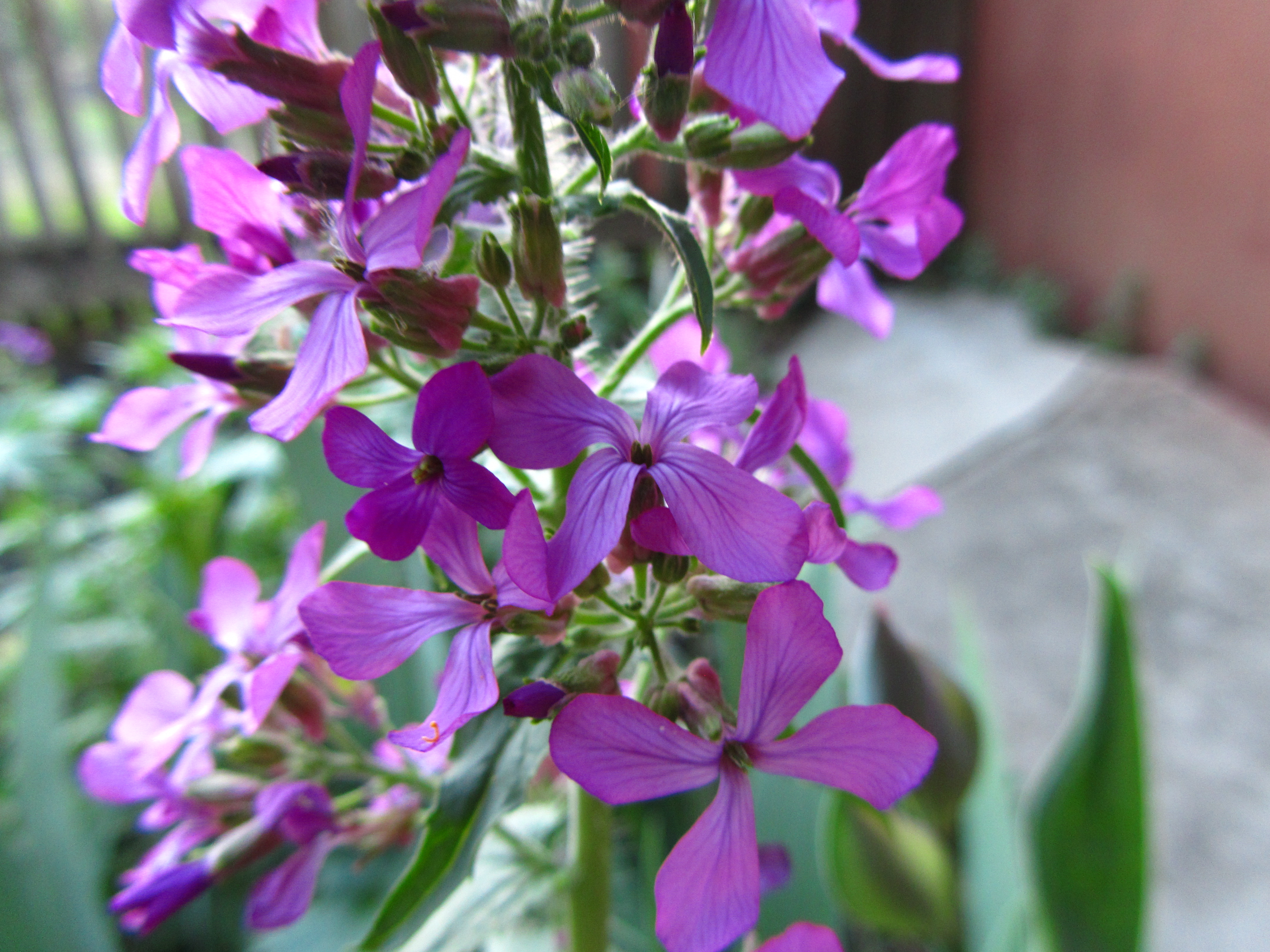 Descarga gratis la imagen Flores, Flor, Tierra/naturaleza en el escritorio de tu PC