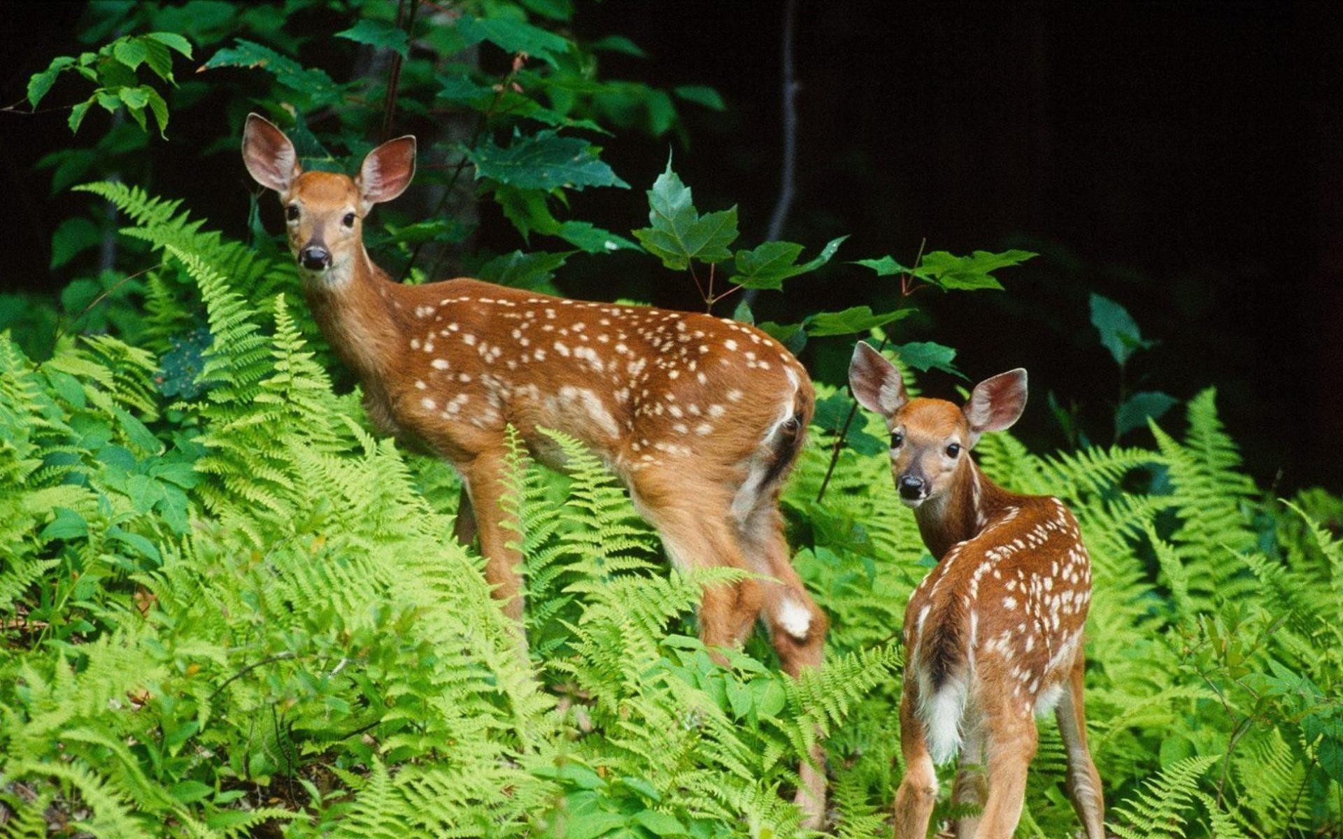 deers, animals, green HD wallpaper
