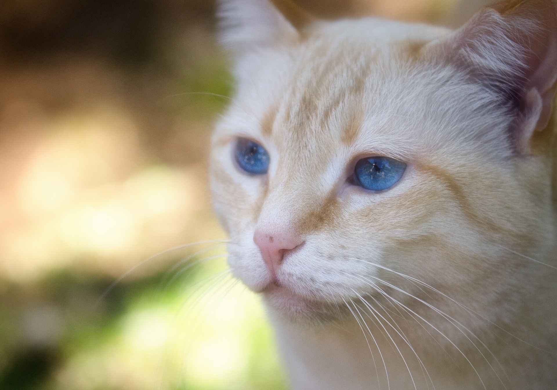 Laden Sie das Tiere, Katzen, Katze-Bild kostenlos auf Ihren PC-Desktop herunter