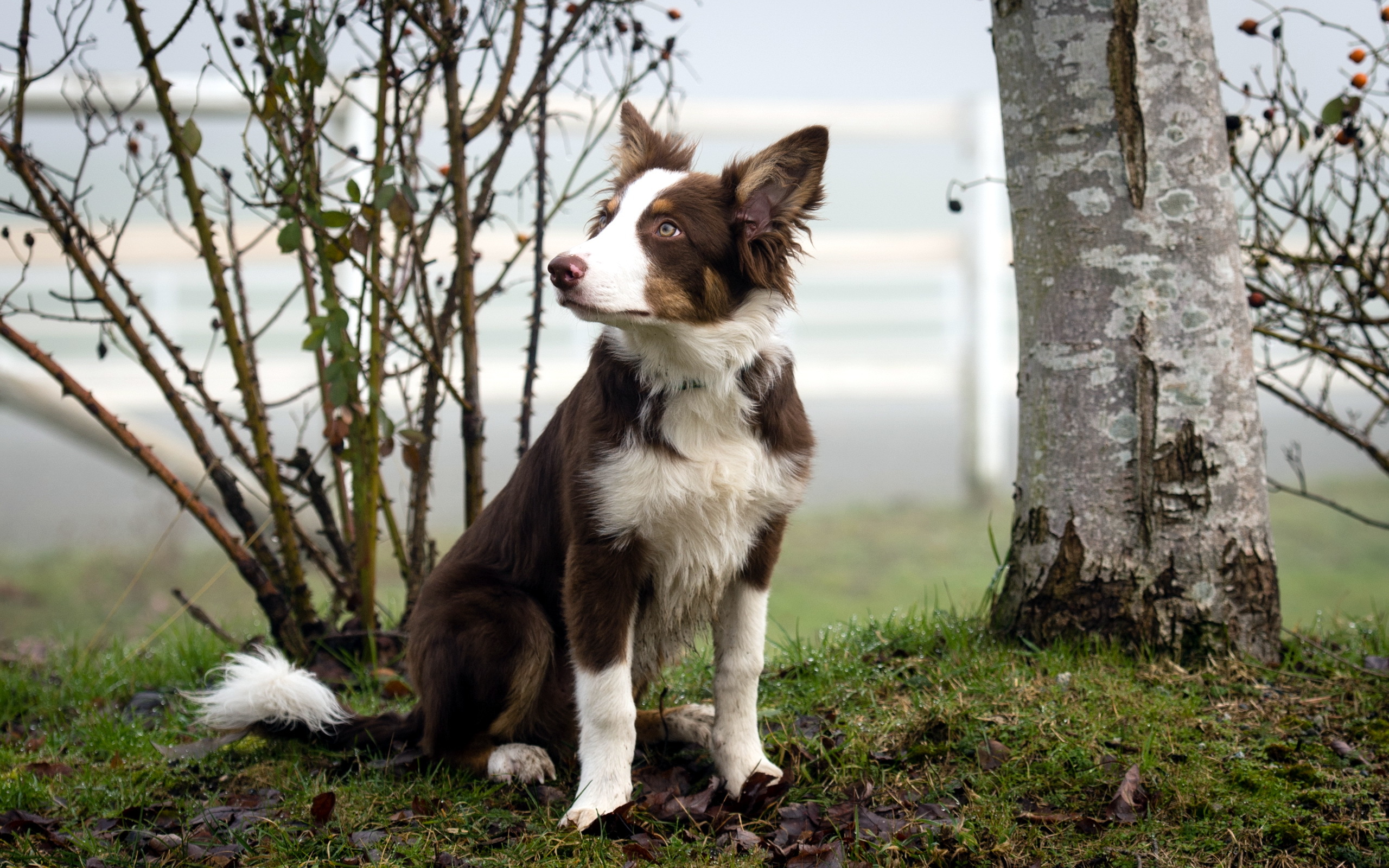 無料モバイル壁紙動物, 犬をダウンロードします。