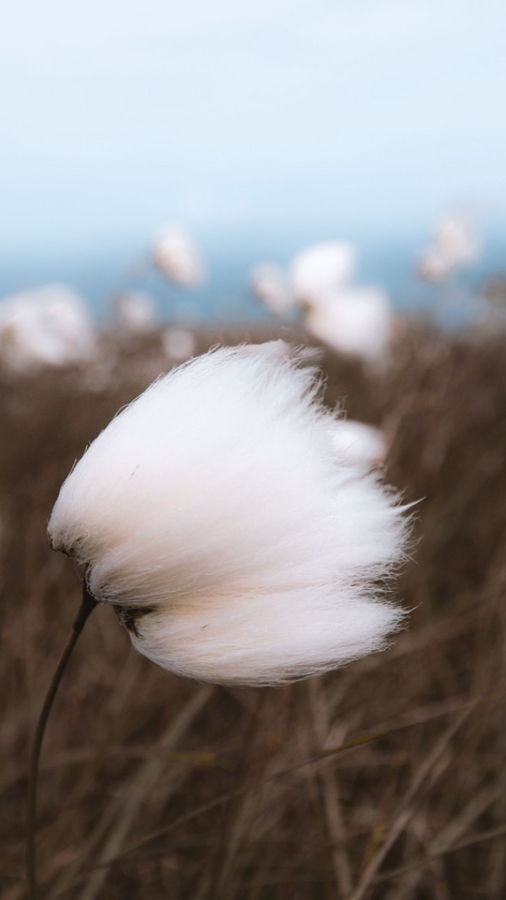 Handy-Wallpaper Natur, Erde/natur, Planze, Tiefenschärfe kostenlos herunterladen.