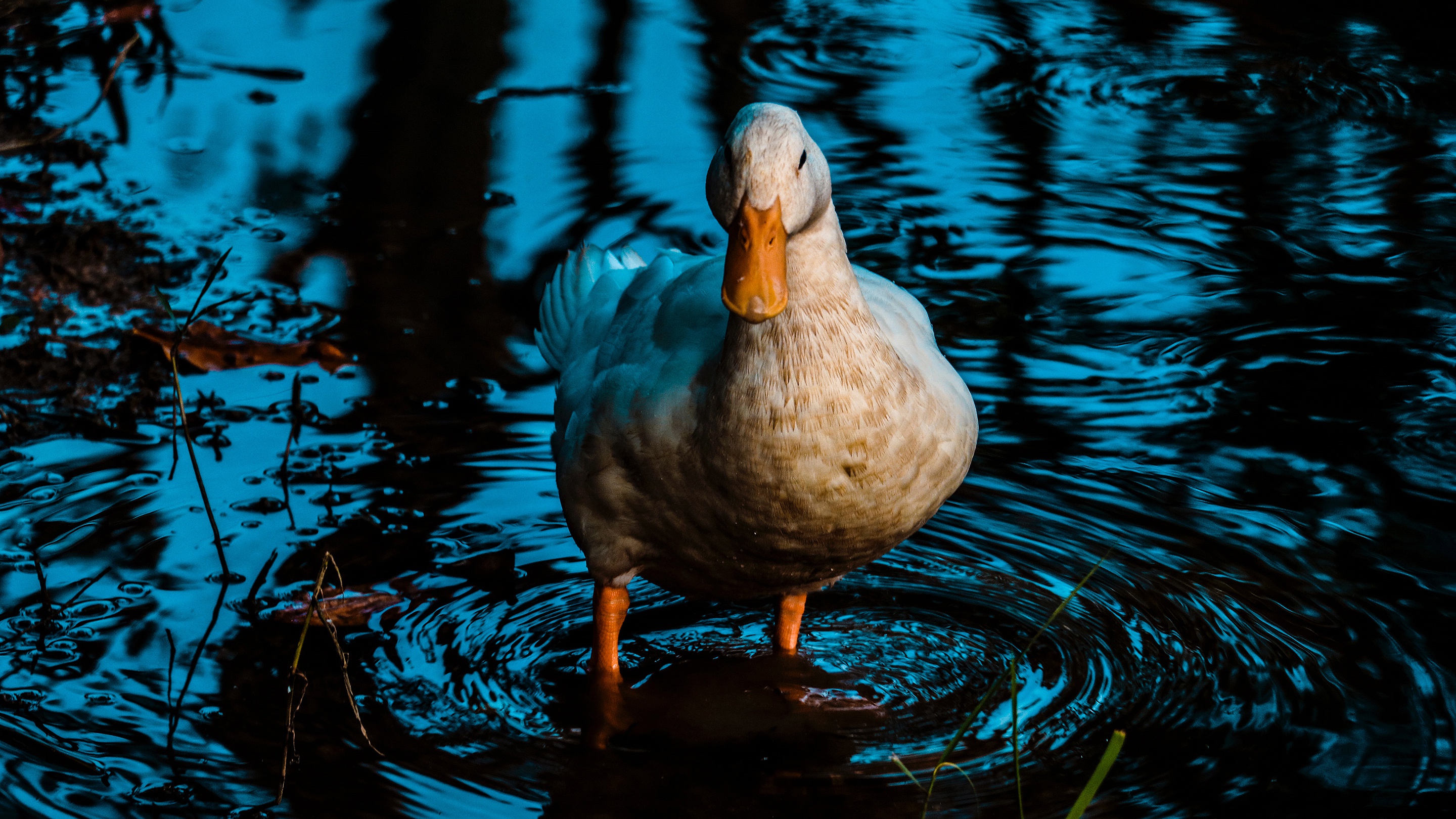 Download mobile wallpaper Birds, Water, Reflection, Bird, Animal, Duck, Pond for free.