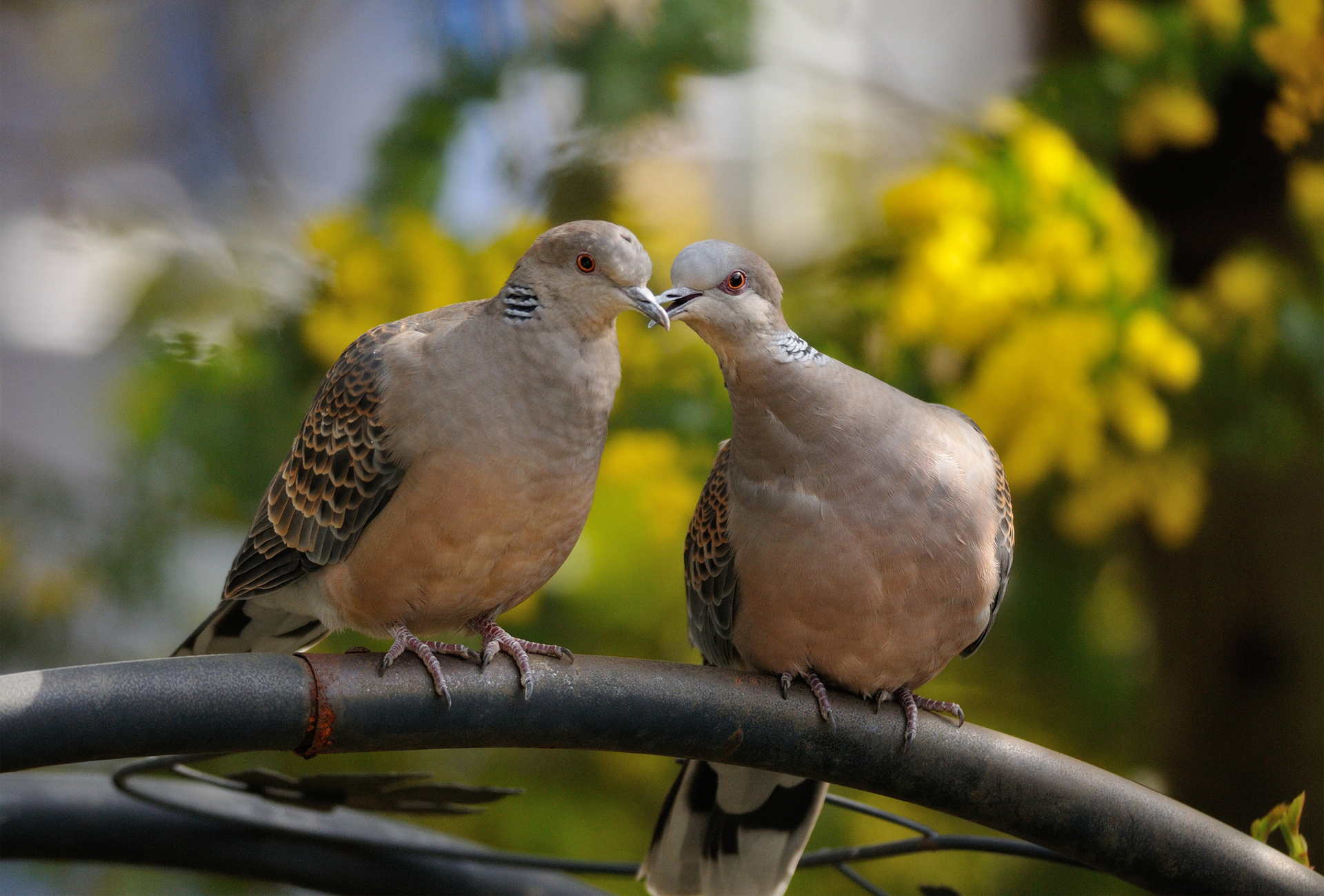Free download wallpaper Birds, Animal, Dove on your PC desktop