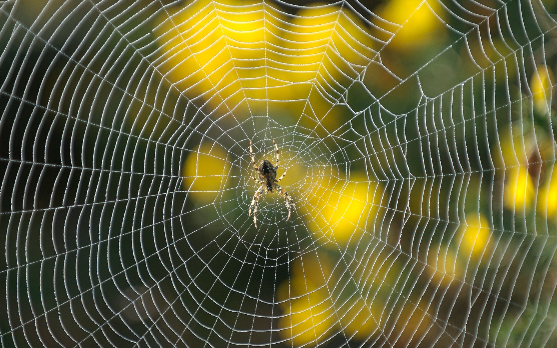 342552 Bild herunterladen tiere, spinne, natur, spinnennetz, spinnen - Hintergrundbilder und Bildschirmschoner kostenlos