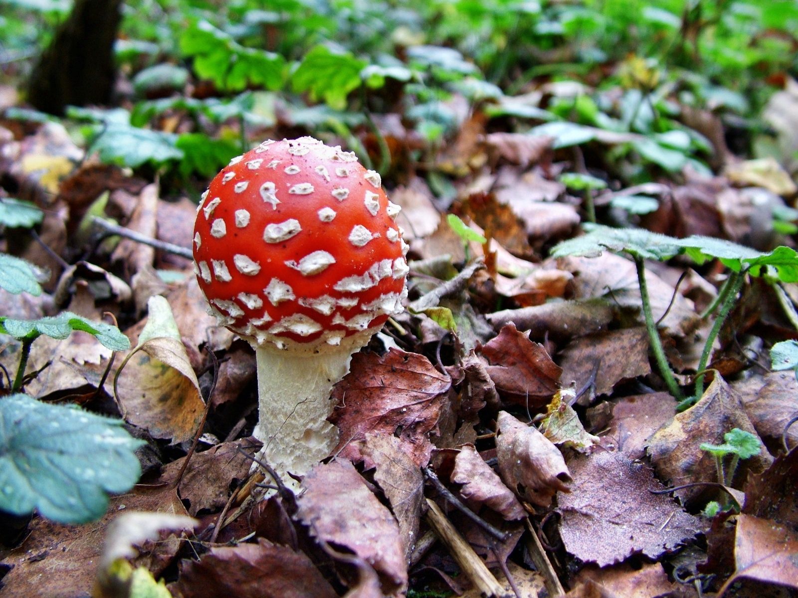 nature, white, red, poisonous, fly agaric