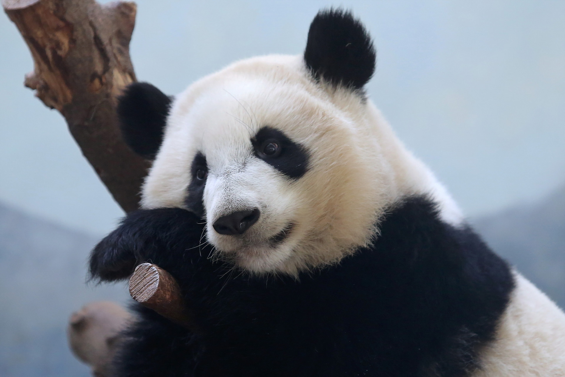 無料モバイル壁紙動物, パンダをダウンロードします。