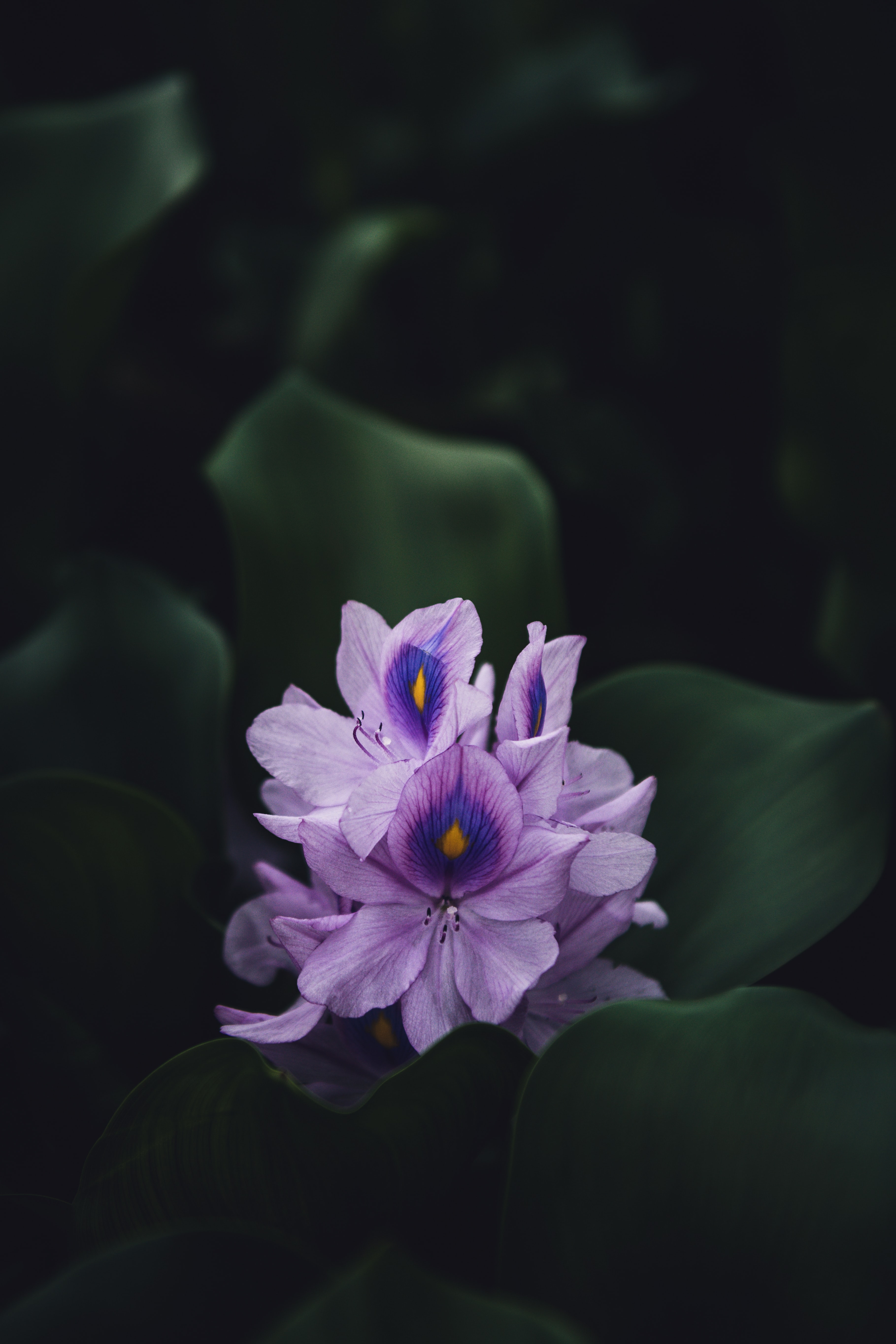 157875 descargar imagen violeta, planta, flores, flor, macro, florecer, floración, púrpura: fondos de pantalla y protectores de pantalla gratis