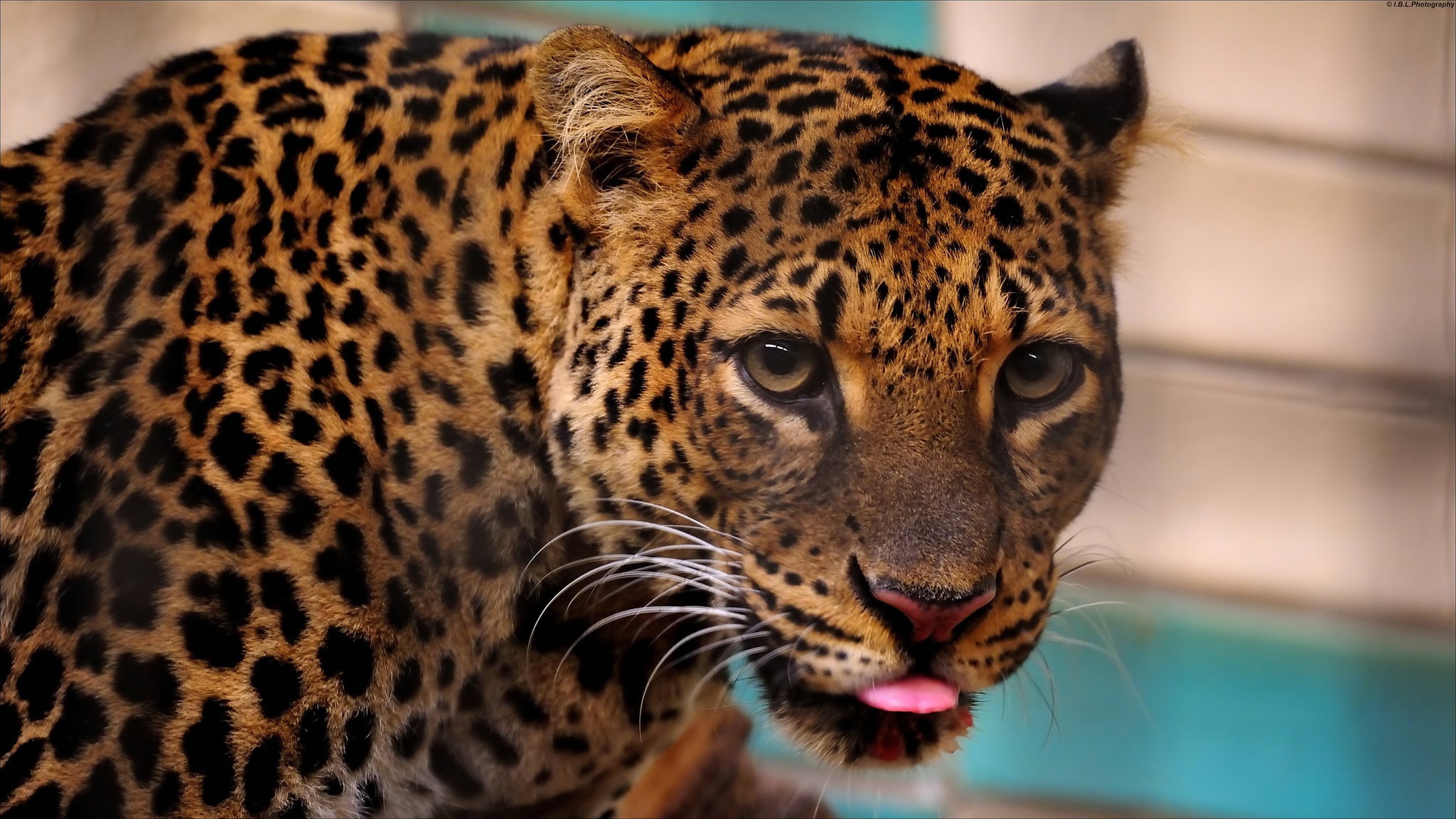 Descarga gratuita de fondo de pantalla para móvil de Leopardo, Gatos, Animales.