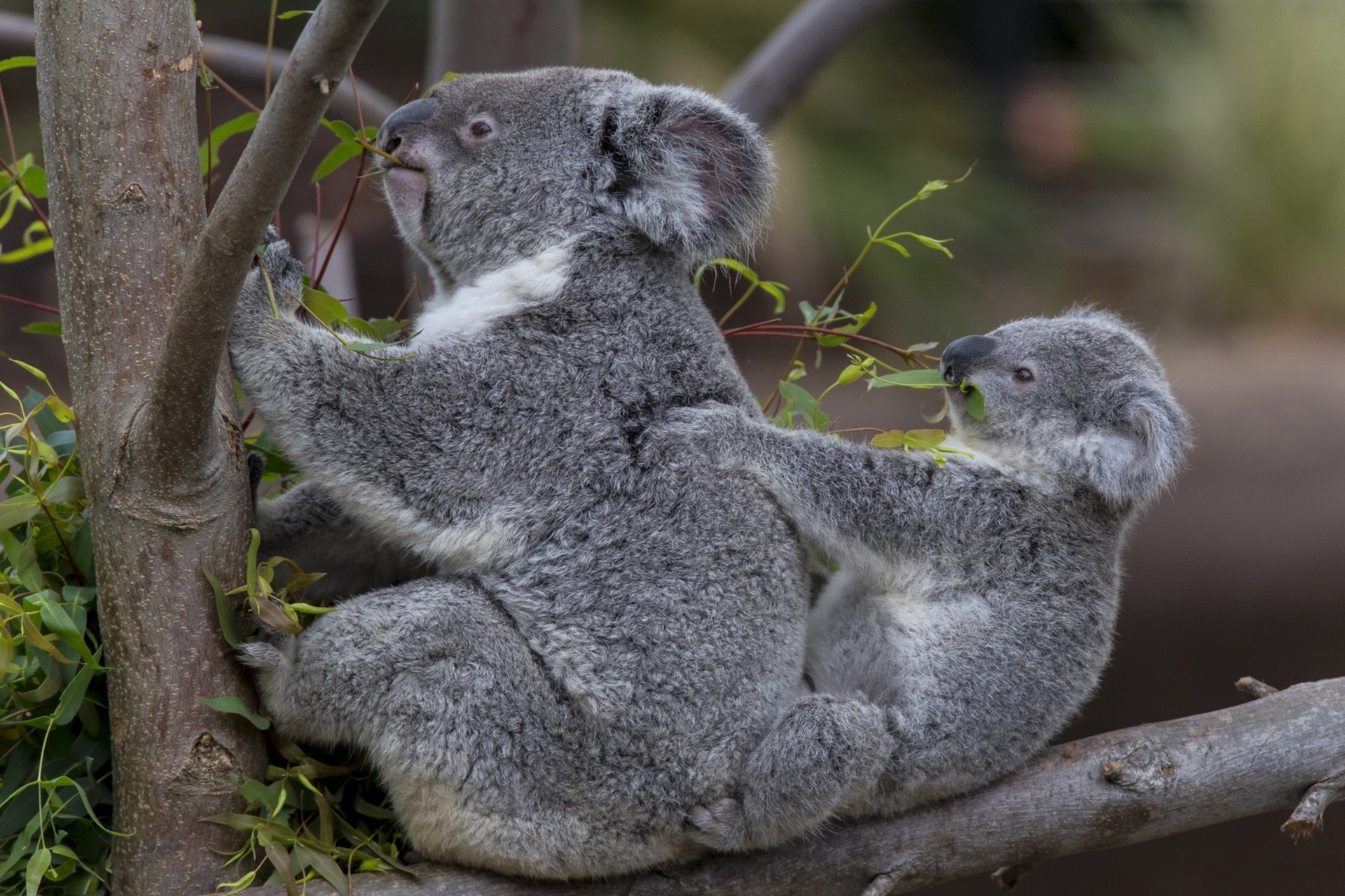 62048 descargar imagen animales, koalas, madera, joven, pareja, par, árbol, joey: fondos de pantalla y protectores de pantalla gratis
