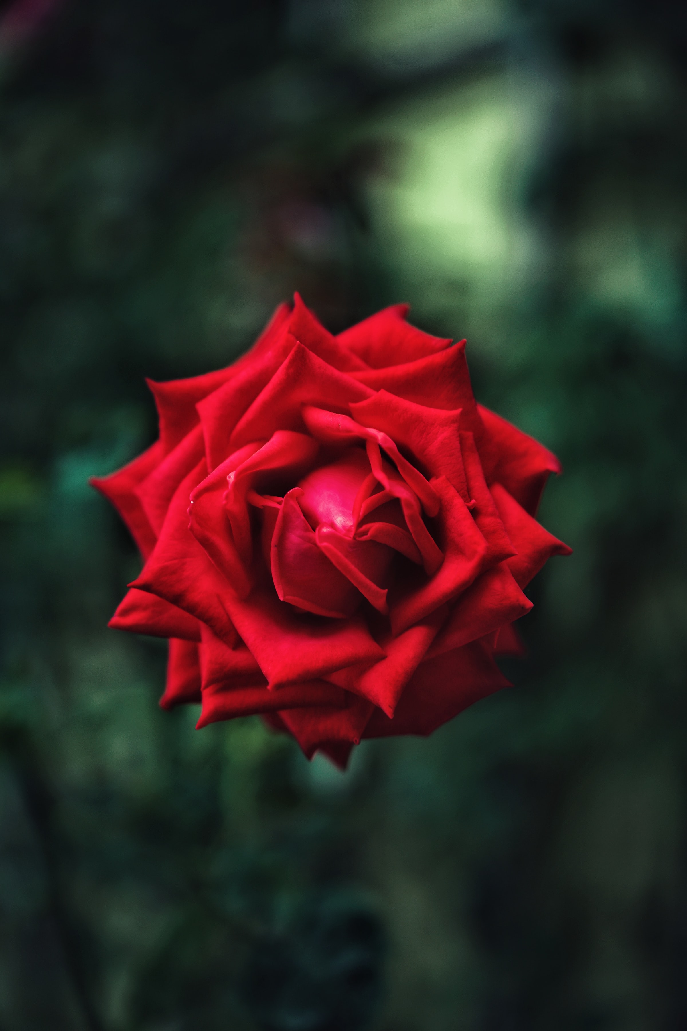 Téléchargez des papiers peints mobile Macro, Fleurs, Pétales, Fleur, Une Rose, Rose gratuitement.