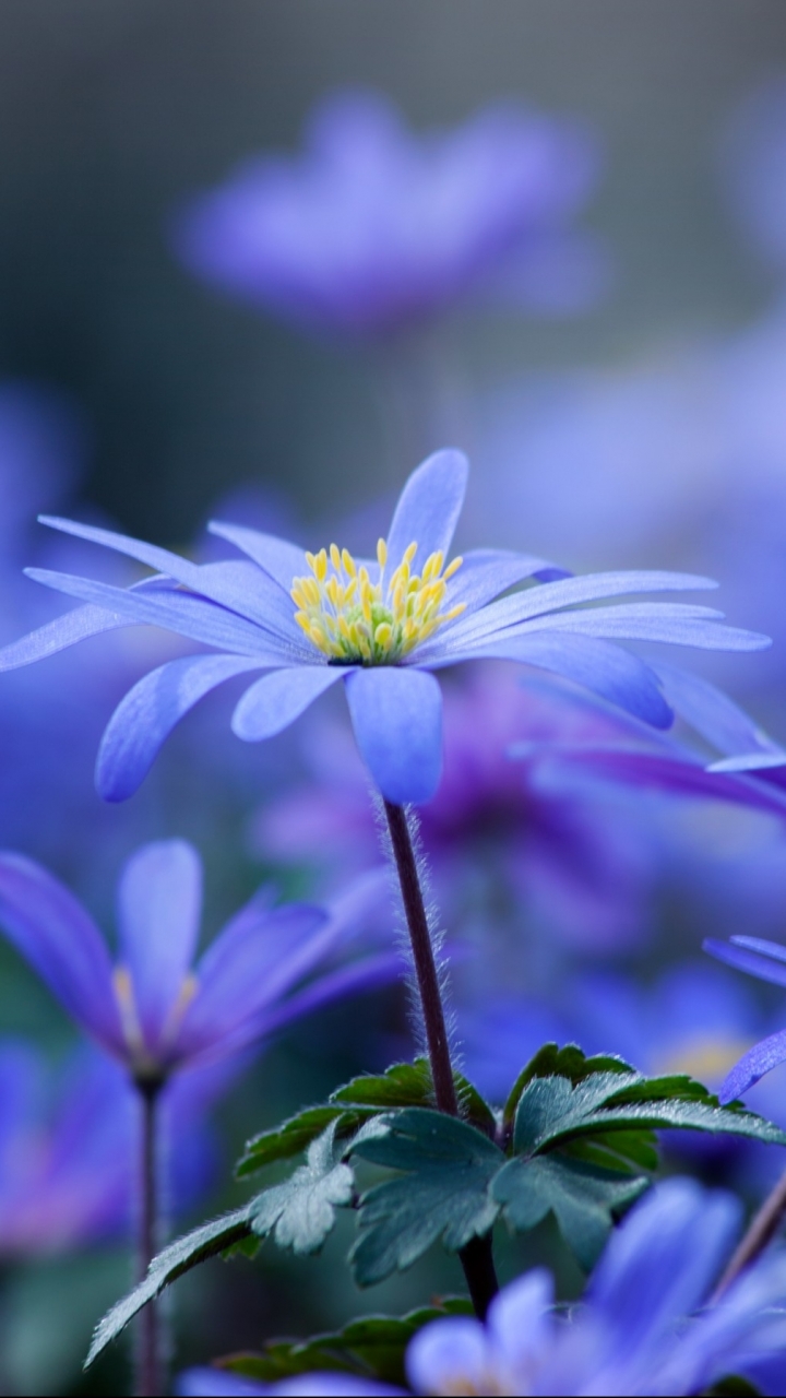 Descarga gratuita de fondo de pantalla para móvil de Flores, Flor, Tierra/naturaleza.