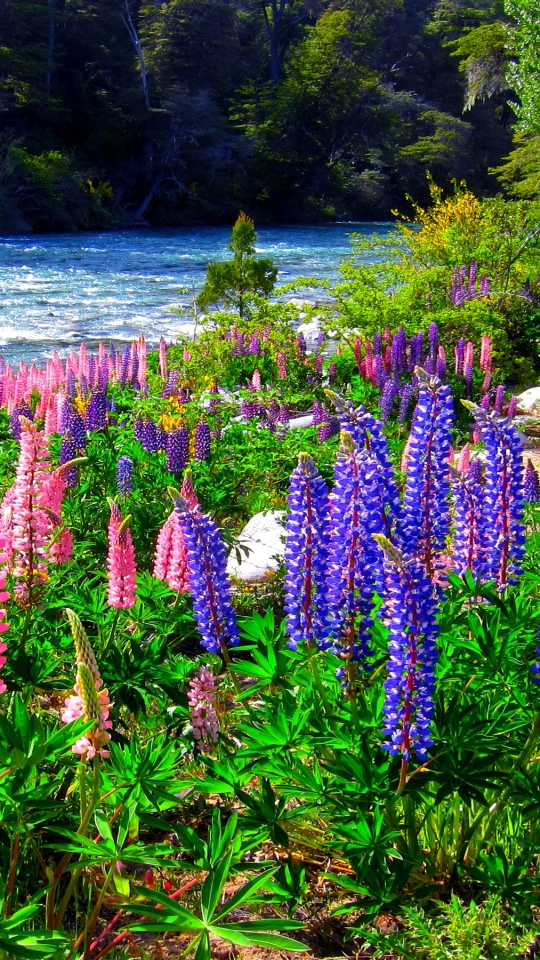 Download mobile wallpaper Flower, Earth, Field, River, Lupine, Purple Flower, Pink Flower for free.