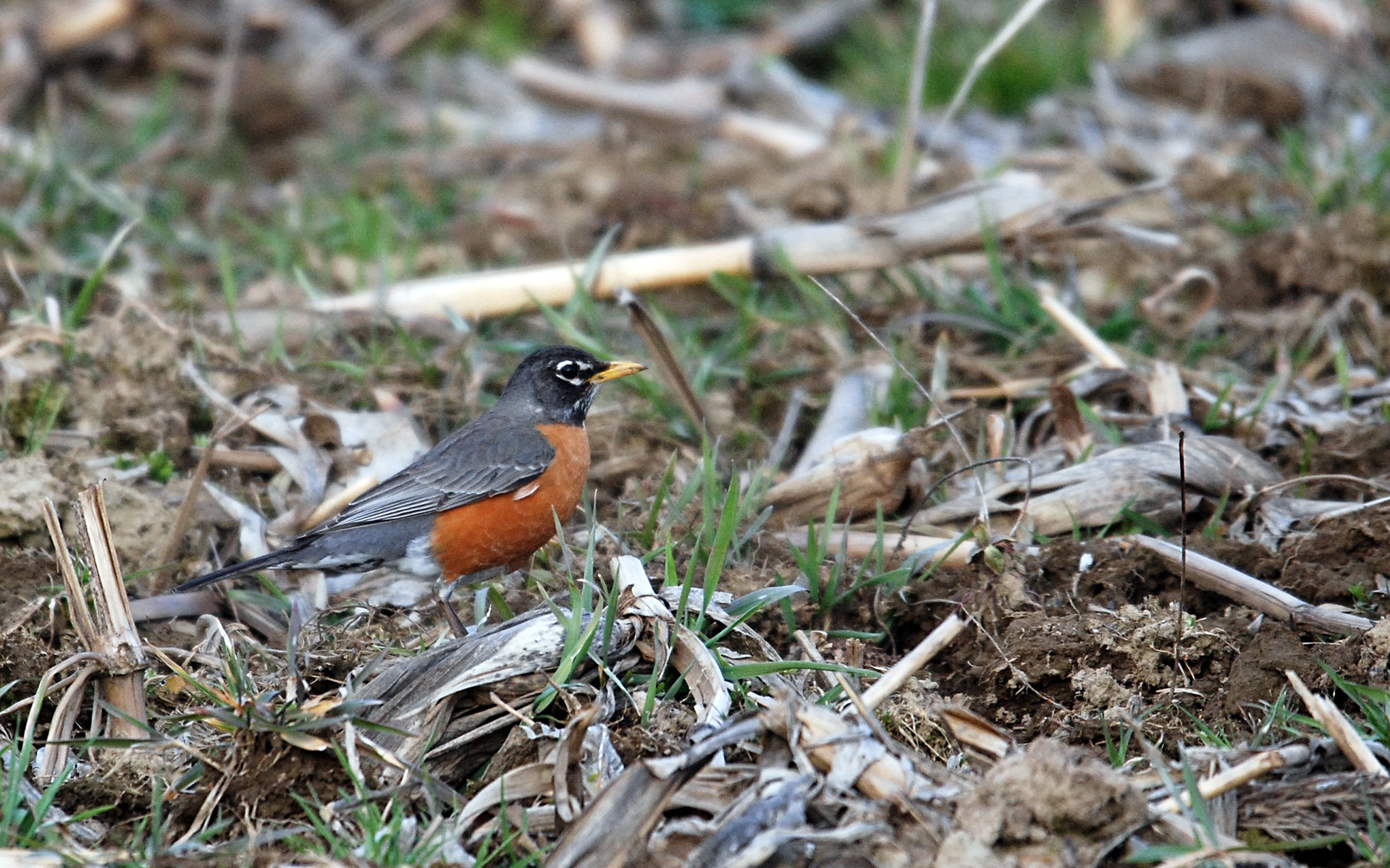 Free download wallpaper Birds, Bird, Animal on your PC desktop