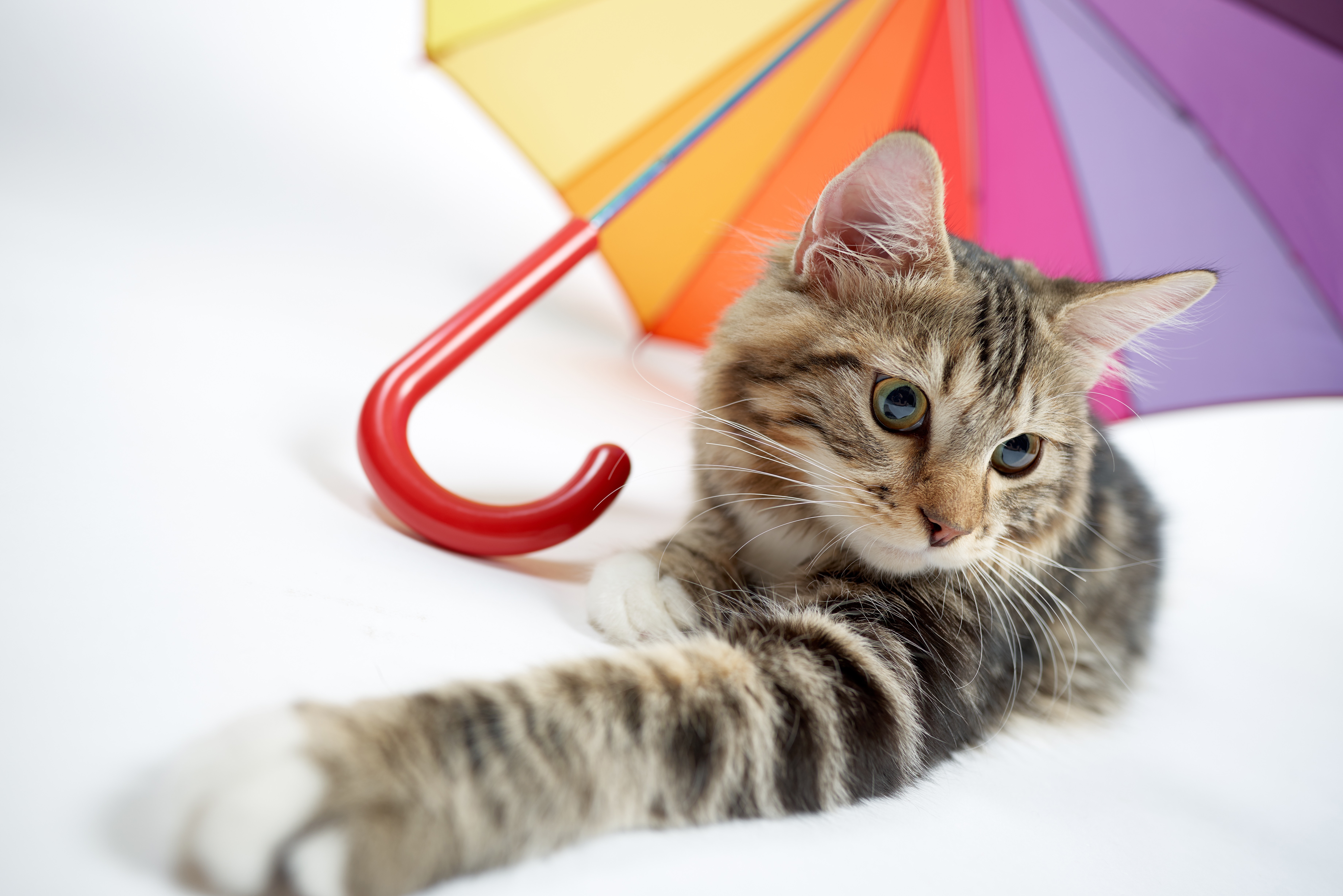 Download mobile wallpaper Cats, Cat, Animal, Umbrella for free.