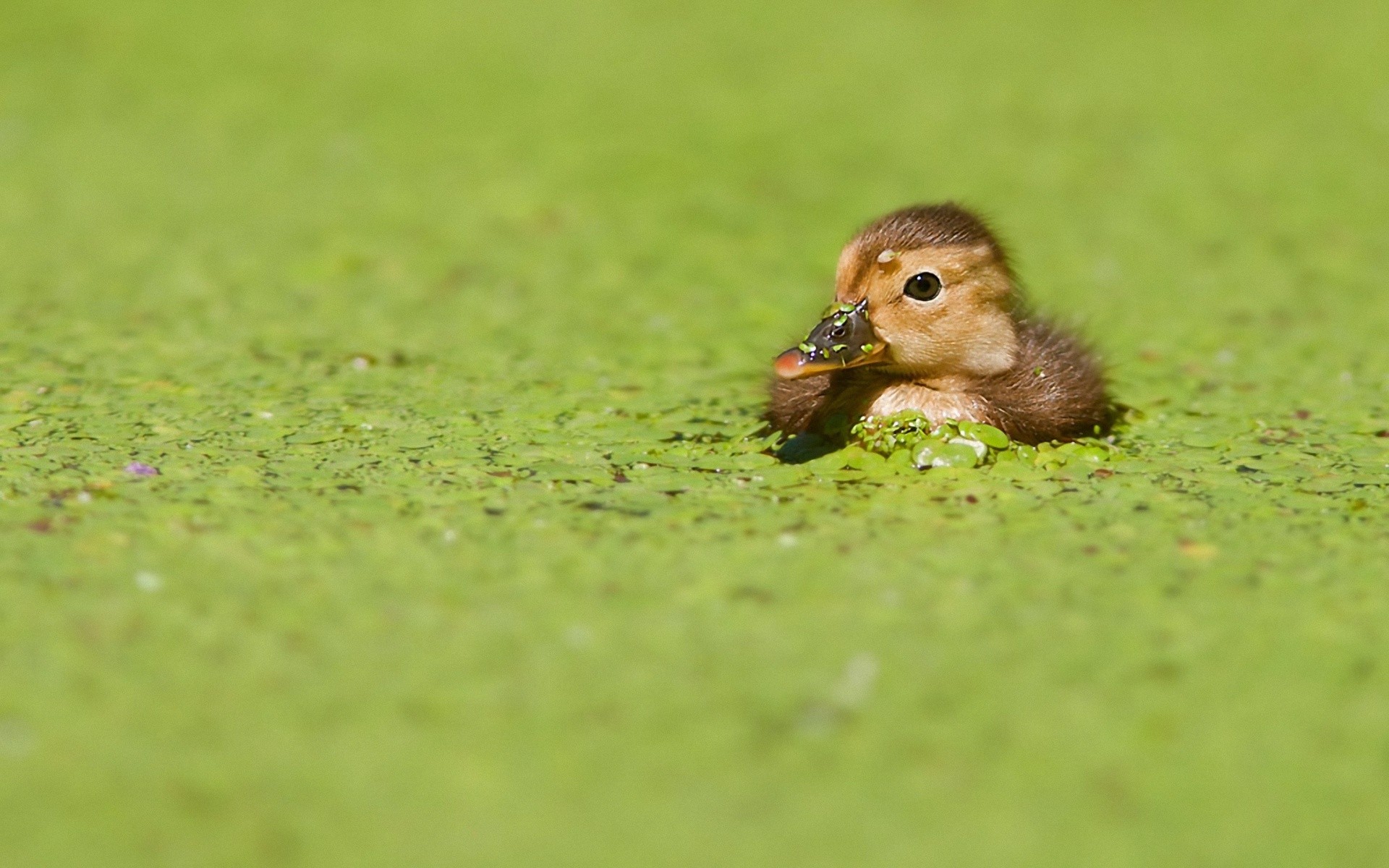 Free download wallpaper Birds, Animal, Duck on your PC desktop