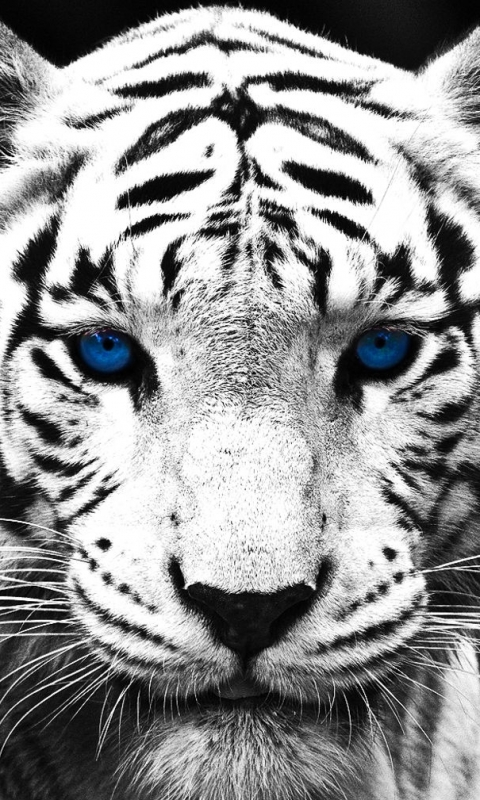 Скачати мобільні шпалери Тварина, Коти, Білий Тигр безкоштовно.