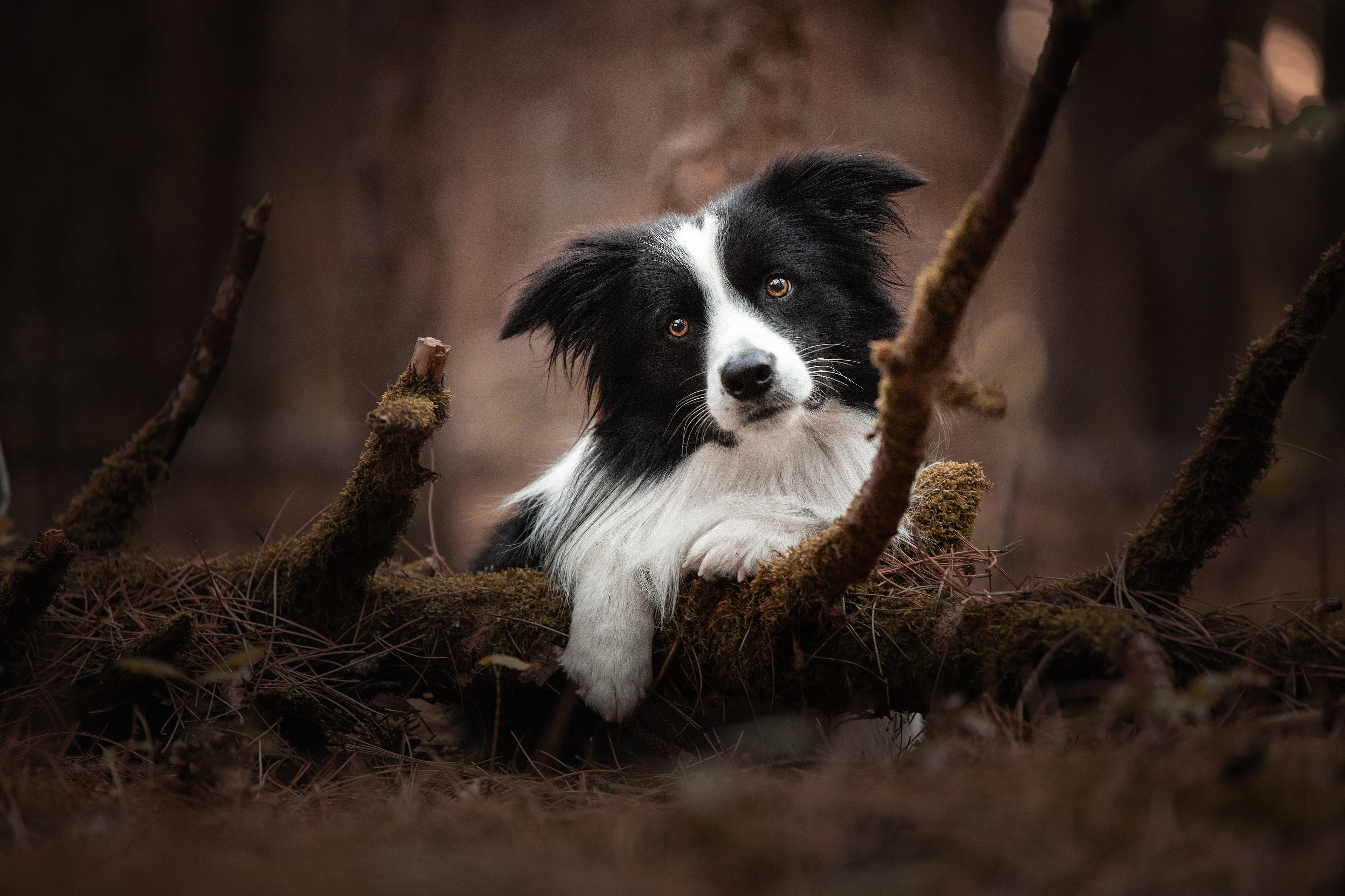 Handy-Wallpaper Tiere, Hunde, Hund, Border Collie kostenlos herunterladen.