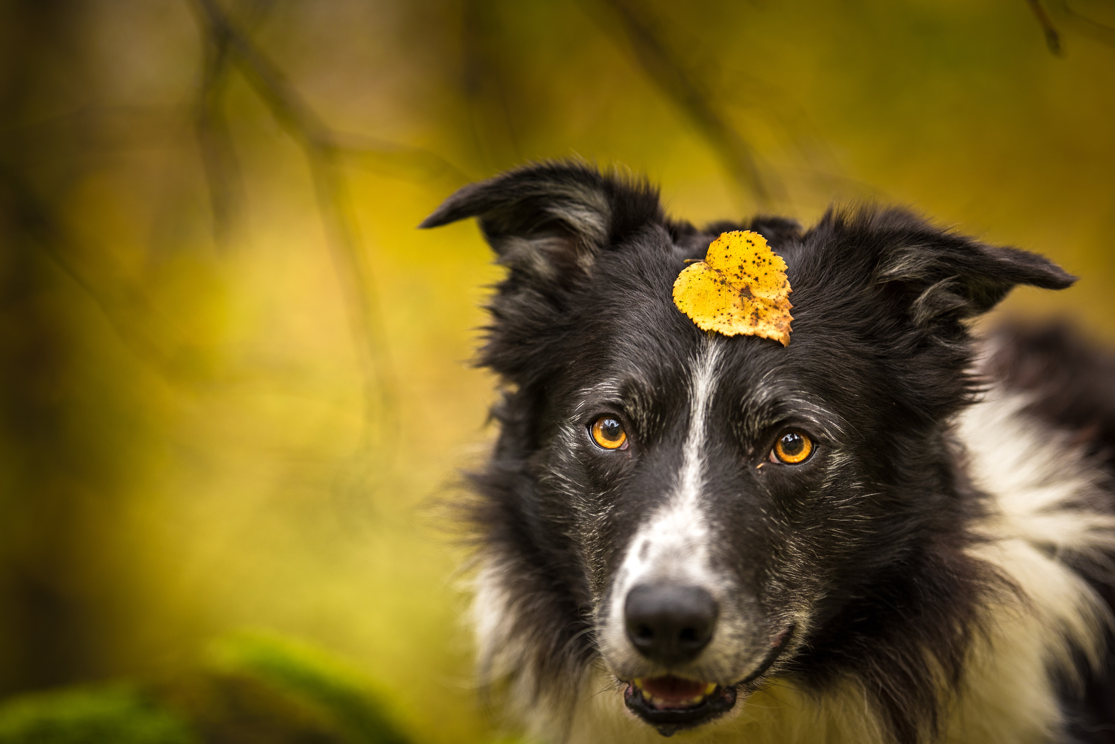 Laden Sie das Tiere, Hunde, Hund, Border Collie-Bild kostenlos auf Ihren PC-Desktop herunter