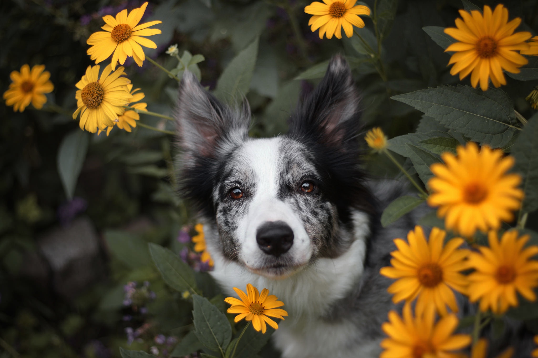 無料モバイル壁紙動物, 犬, 黄色い花, ボーダーコリーをダウンロードします。