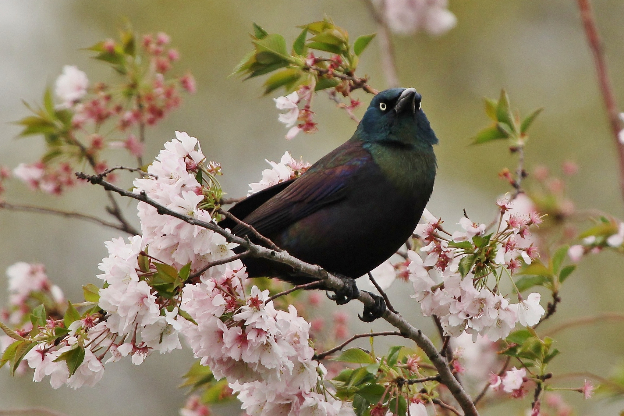 Téléchargez des papiers peints mobile Oiseau, Des Oiseaux, Animaux gratuitement.