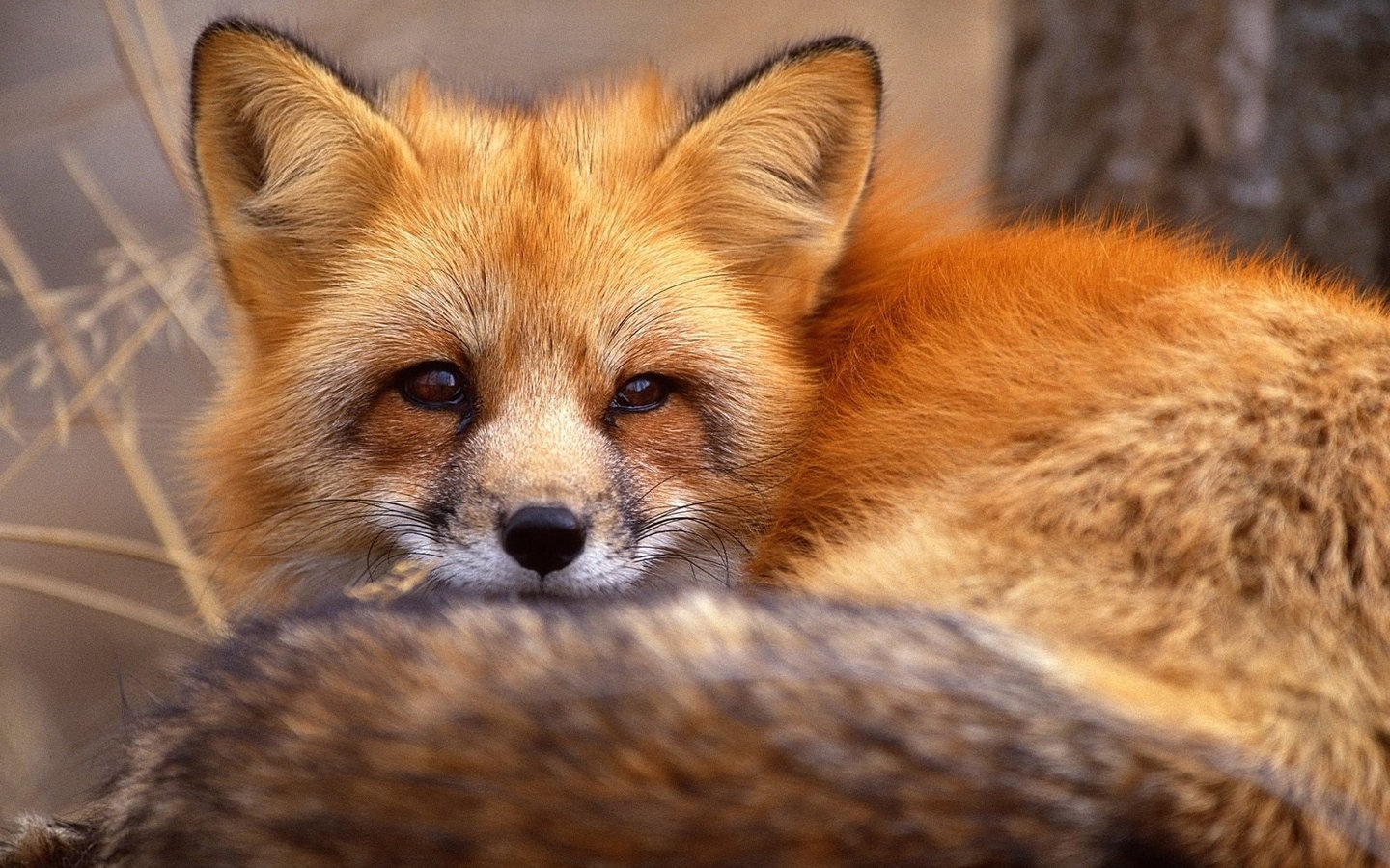 27432 Bild herunterladen tiere, fox, orange - Hintergrundbilder und Bildschirmschoner kostenlos
