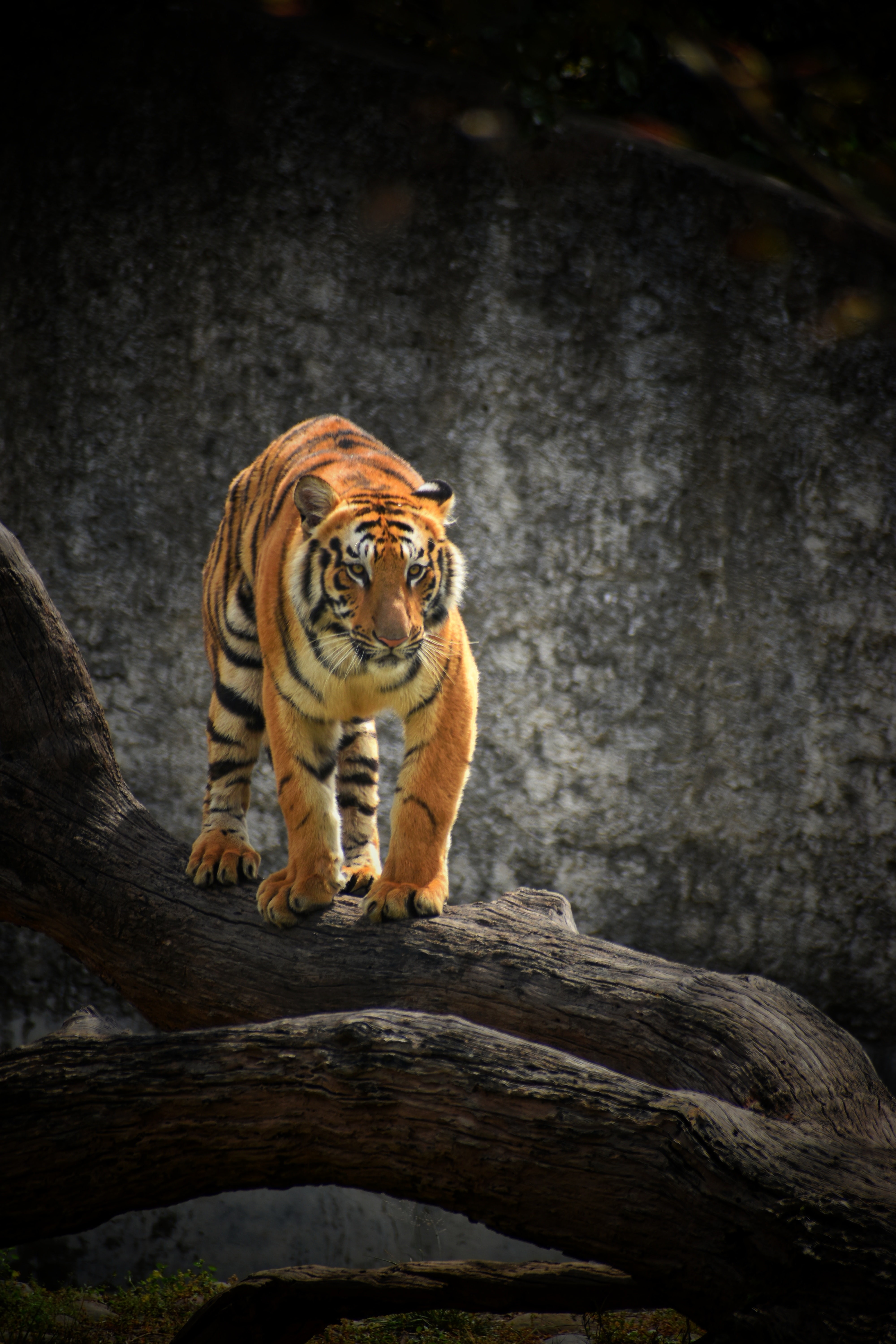 Download mobile wallpaper Sight, Opinion, Tree, Animals, Big Cat, Predator, Wood, Tiger for free.