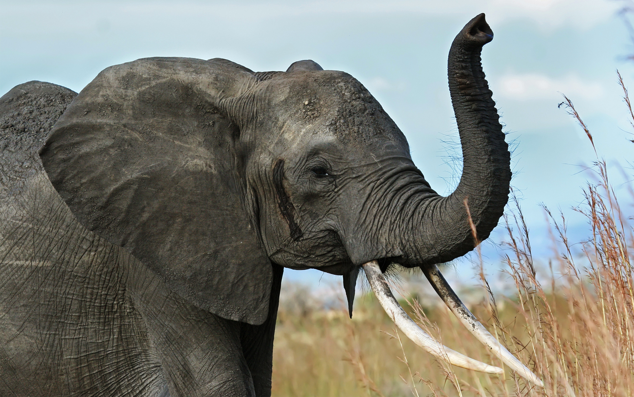 154614 télécharger l'image savanna, éléphant, animaux, l'éléphant, afrique, tronc, défenses - fonds d'écran et économiseurs d'écran gratuits