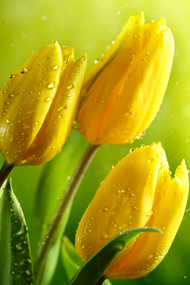 Скачати мобільні шпалери Квітка, Земля, Боке, Тюльпан, Жовта Квітка, Флауерзи безкоштовно.