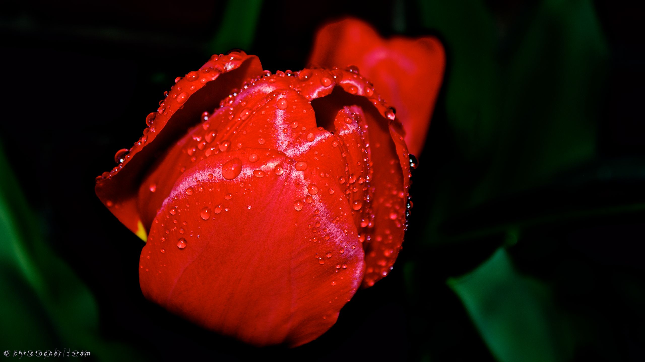 Laden Sie das Blumen, Wasser, Regen, Blume, Tulpe, Wassertropfen, Erde/natur-Bild kostenlos auf Ihren PC-Desktop herunter