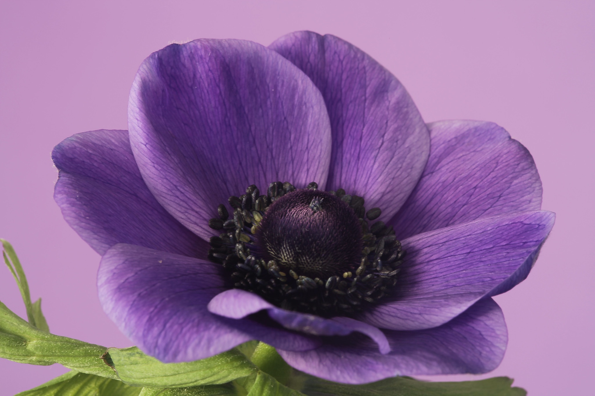 Download mobile wallpaper Flowers, Flower, Earth, Petal, Anemone for free.