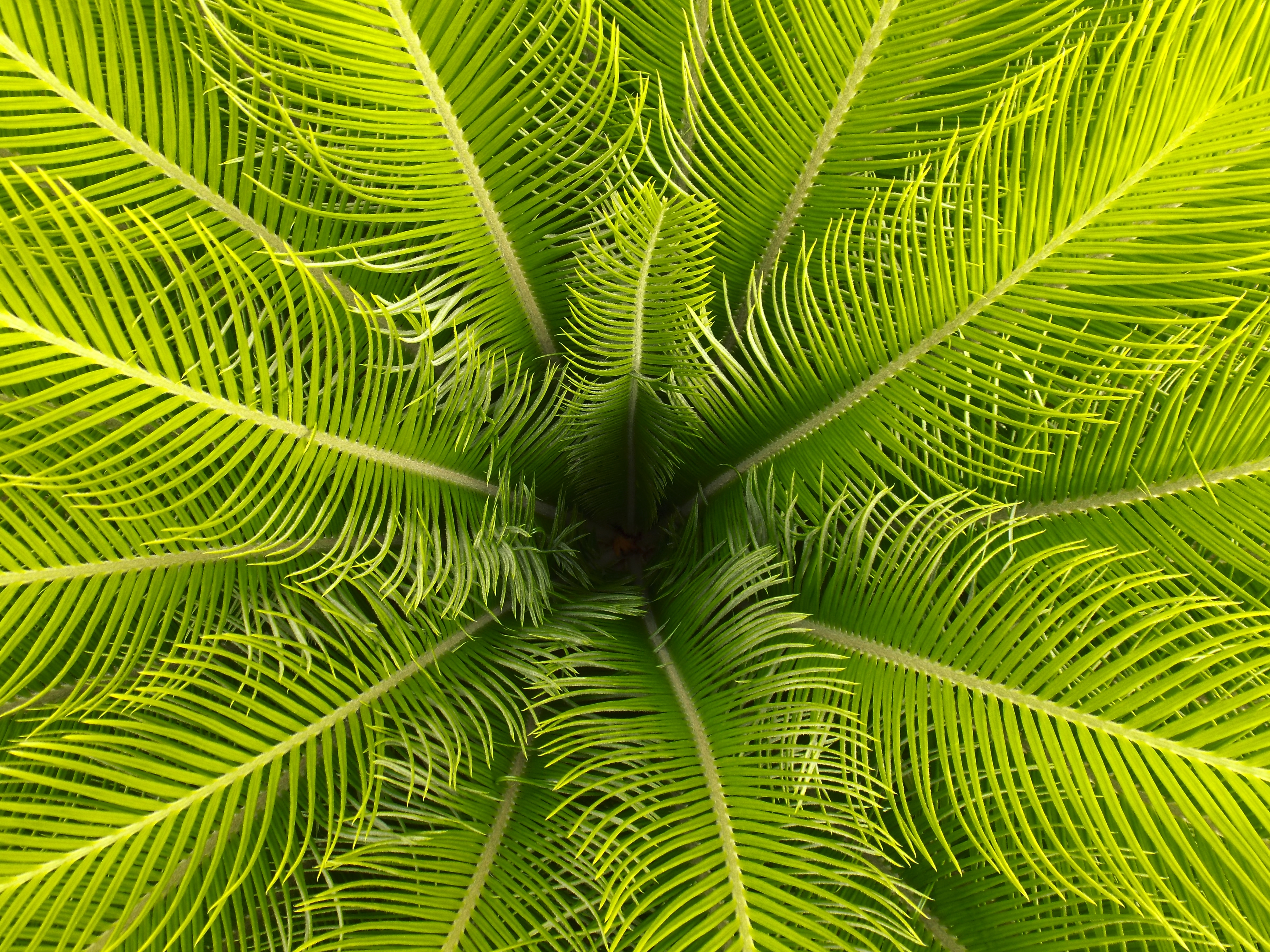 Free download wallpaper Leaves, Palm, Branches, Nature, Tropical on your PC desktop