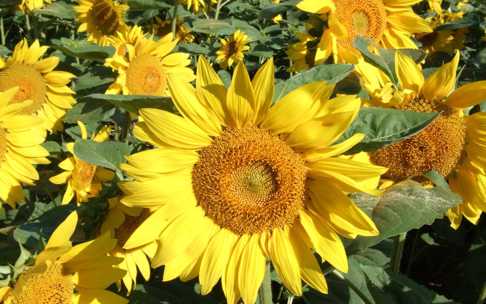 Laden Sie das Grüne, Grünen, Nahansicht, Sonnig, Sonnigen, Blumen, Nahaufnahme, Feld, Sonnenblumen-Bild kostenlos auf Ihren PC-Desktop herunter