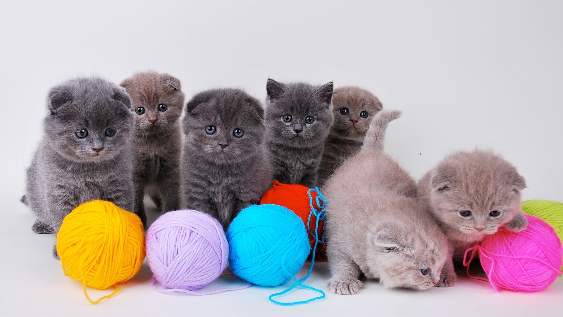 Téléchargez des papiers peints mobile Animaux, Chat gratuitement.