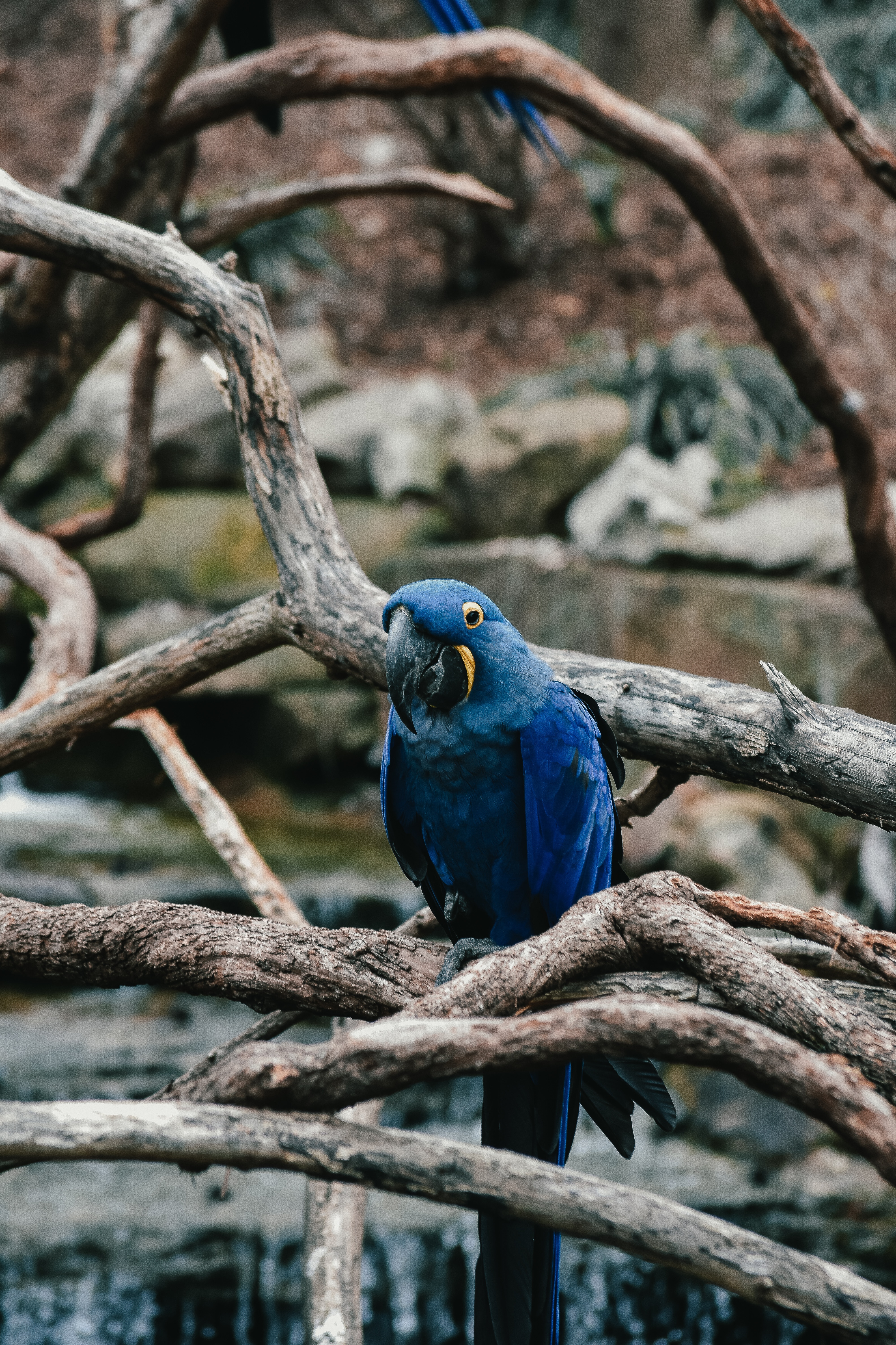 bird, parrots, animals, blue HD wallpaper