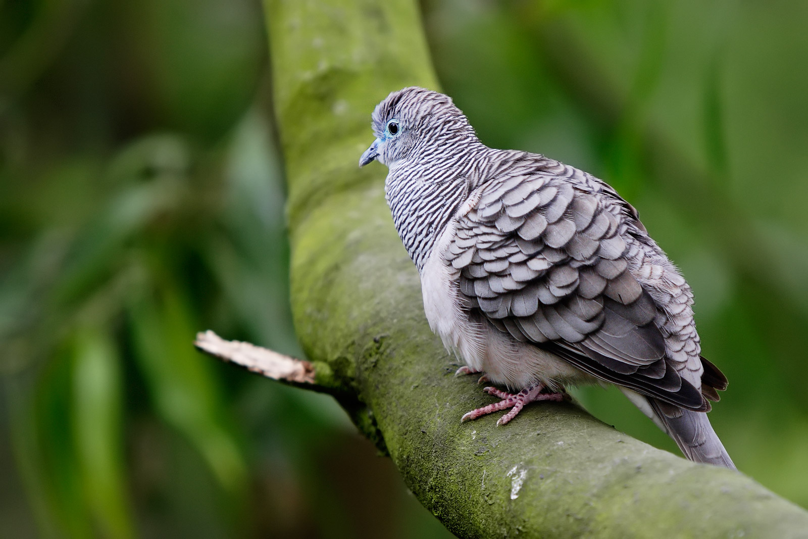 Baixar papel de parede para celular de Animais, Aves, Pássaro gratuito.