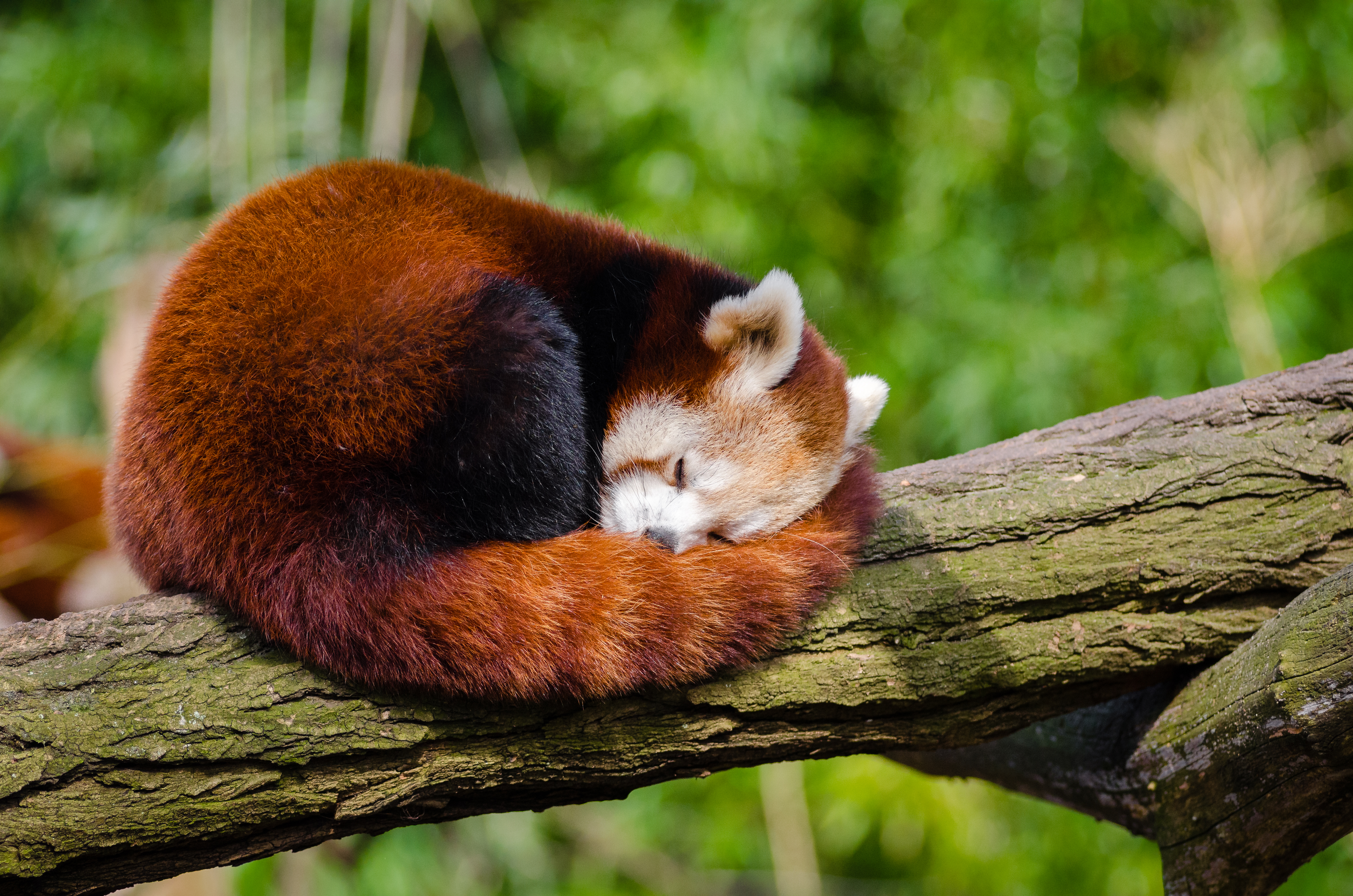 Descarga gratuita de fondo de pantalla para móvil de Animales, Dormido, Panda Rojo.