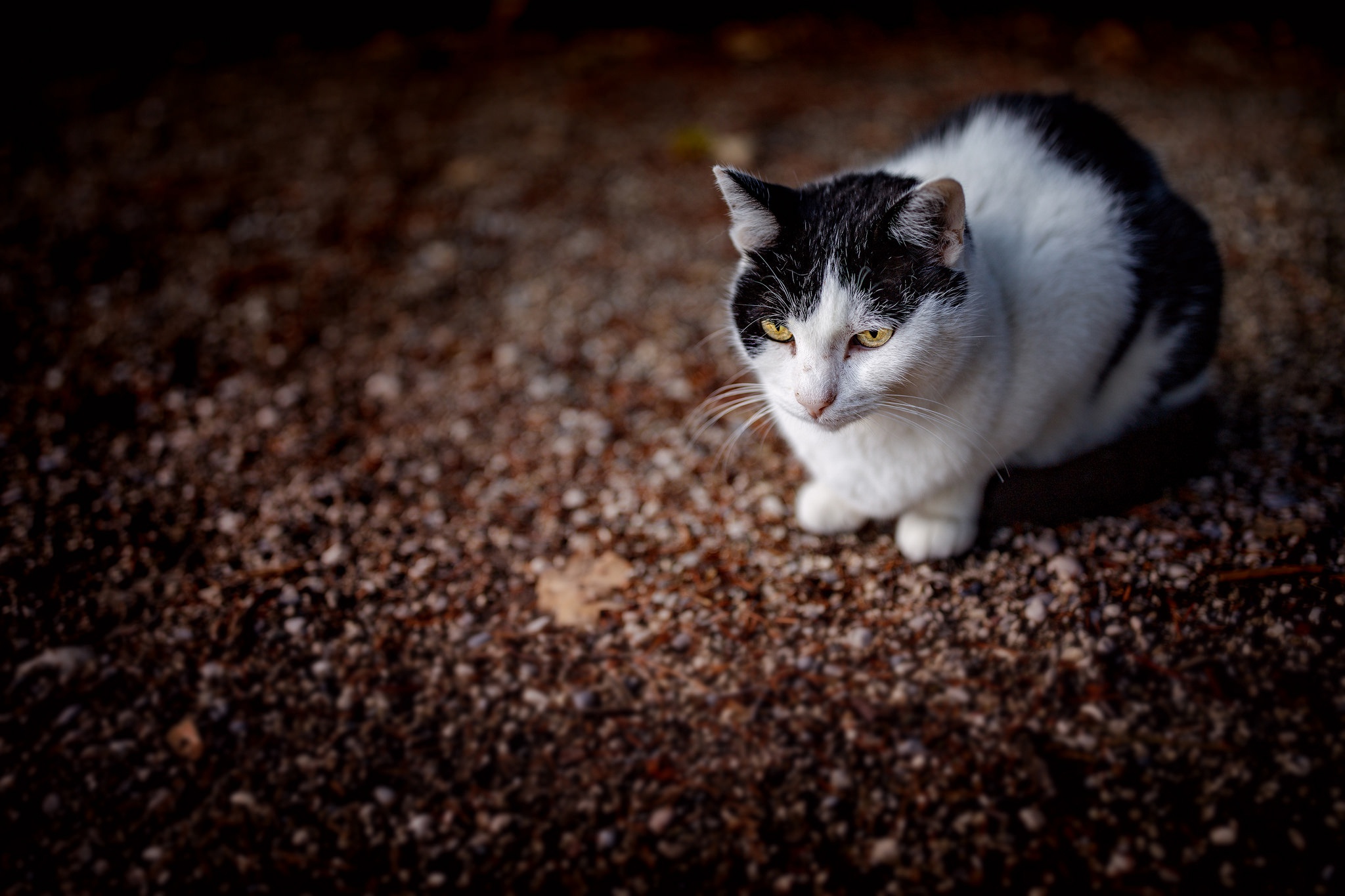 Baixar papel de parede para celular de Animais, Gatos, Gato gratuito.