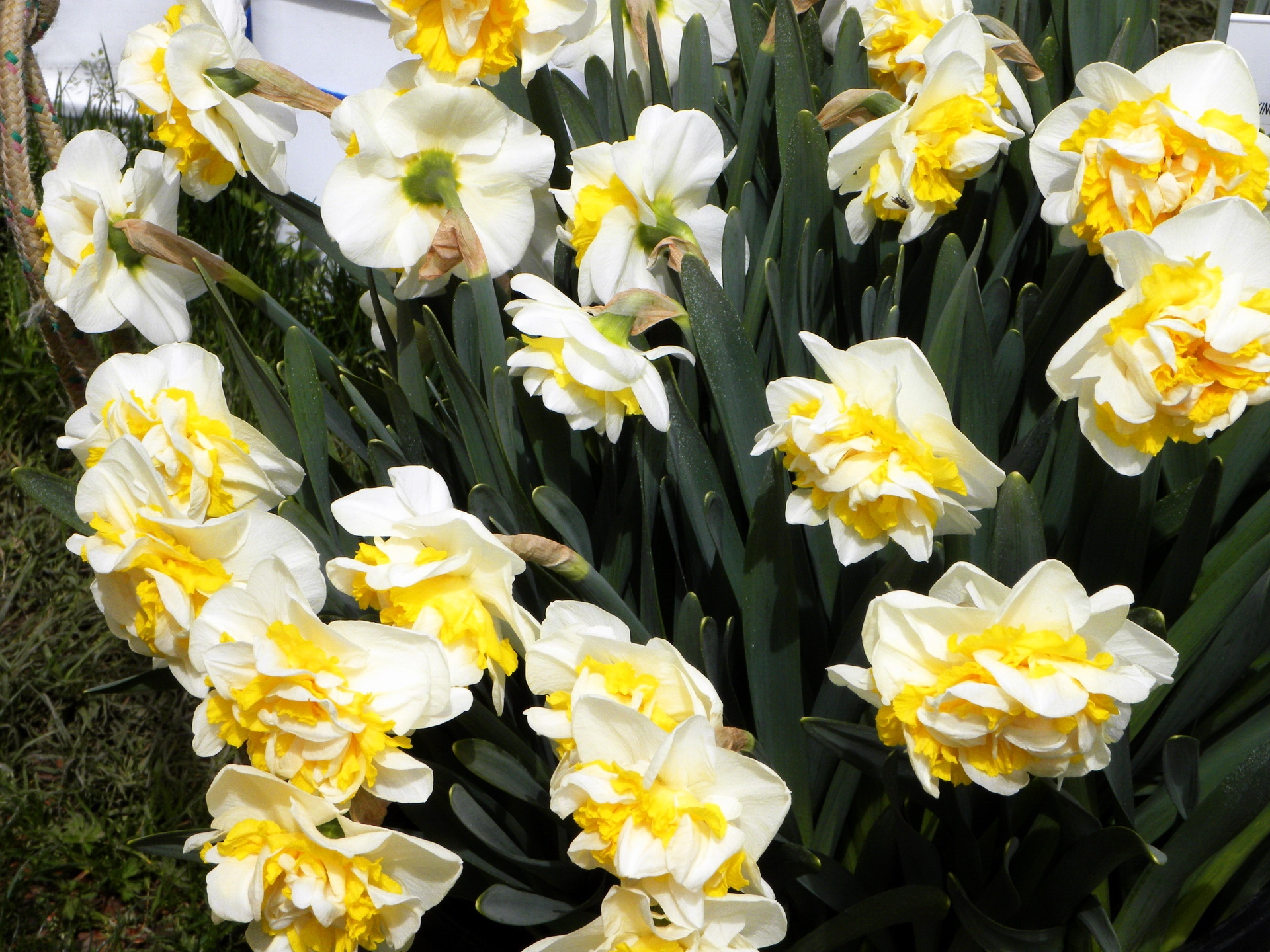 Скачать обои бесплатно Нарциссы, Клумба, Цветы, Зелень, Весна картинка на рабочий стол ПК