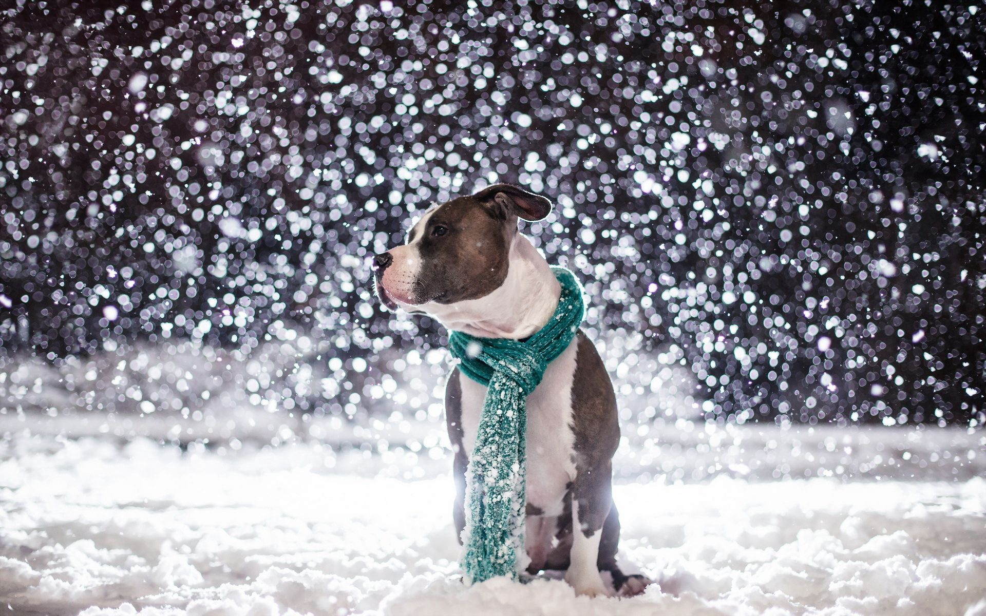 Download mobile wallpaper Dog, Scarf, Friend, Snow, Animals for free.
