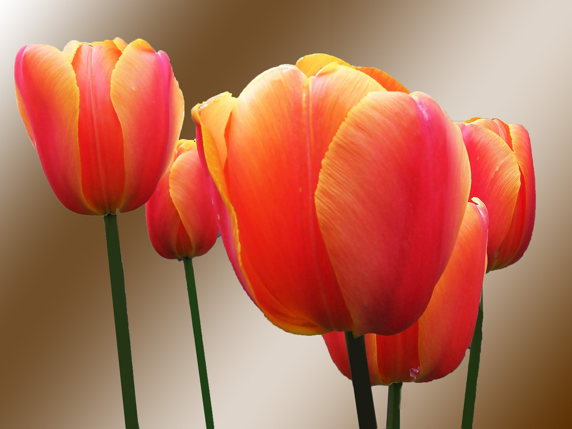Handy-Wallpaper Tulpe, Blumen, Erde/natur kostenlos herunterladen.