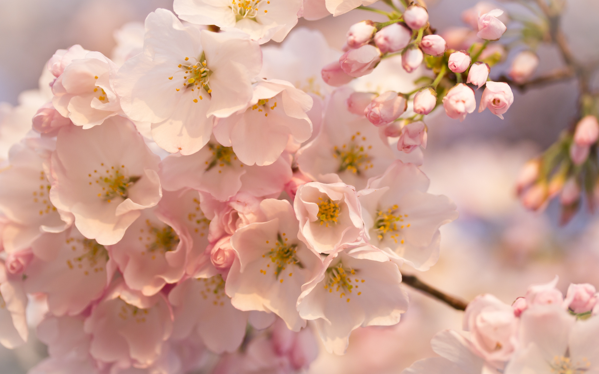 Descarga gratuita de fondo de pantalla para móvil de Florecer, Flores, Tierra/naturaleza.