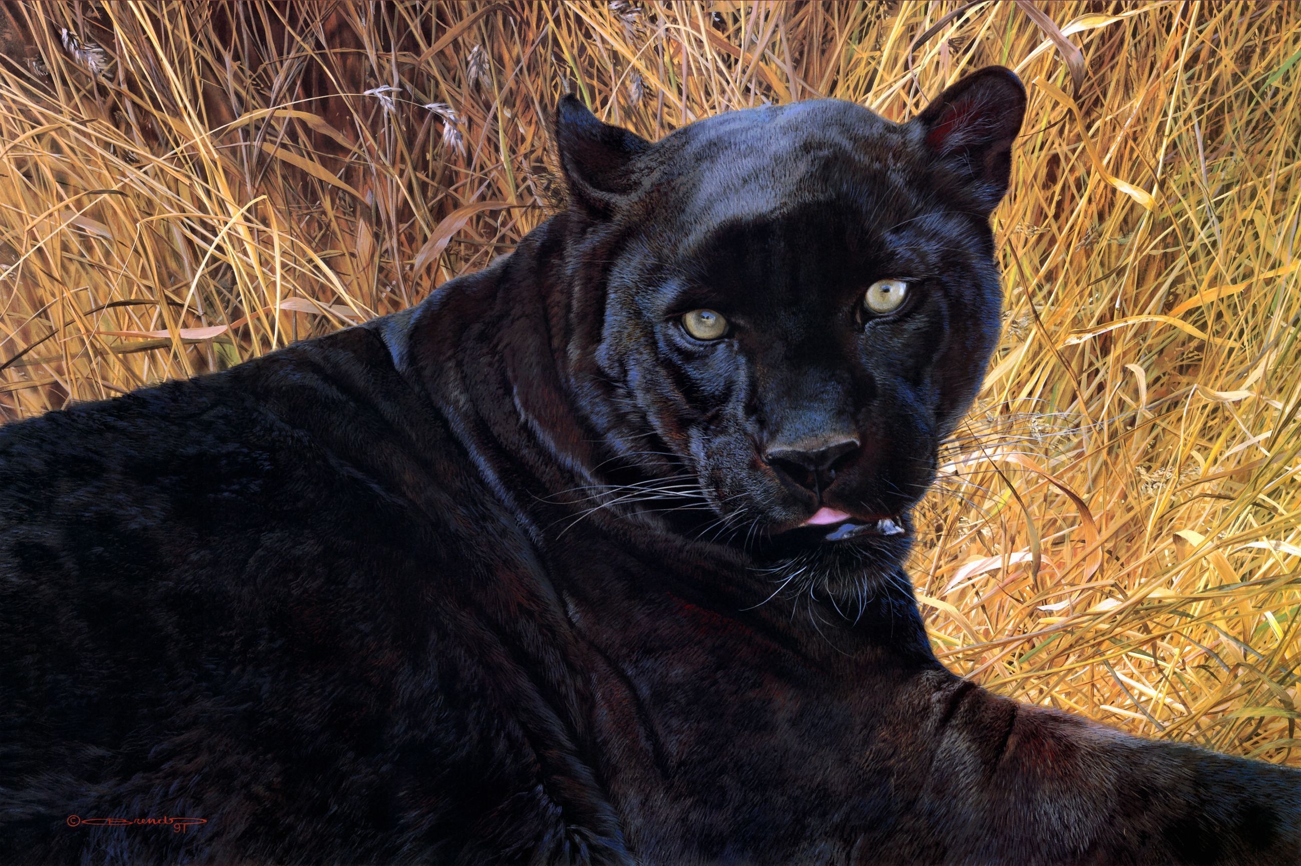 panther, aggression, animals, grass, grin, muzzle HD wallpaper