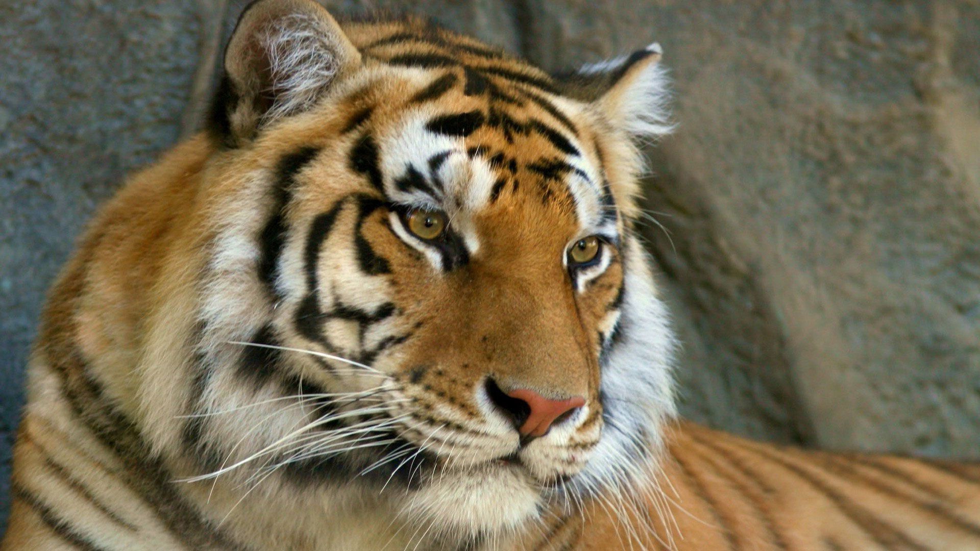 62698 Bild herunterladen tiger, raubtier, tiere, schnauze, augen, predator, schnurrbart - Hintergrundbilder und Bildschirmschoner kostenlos