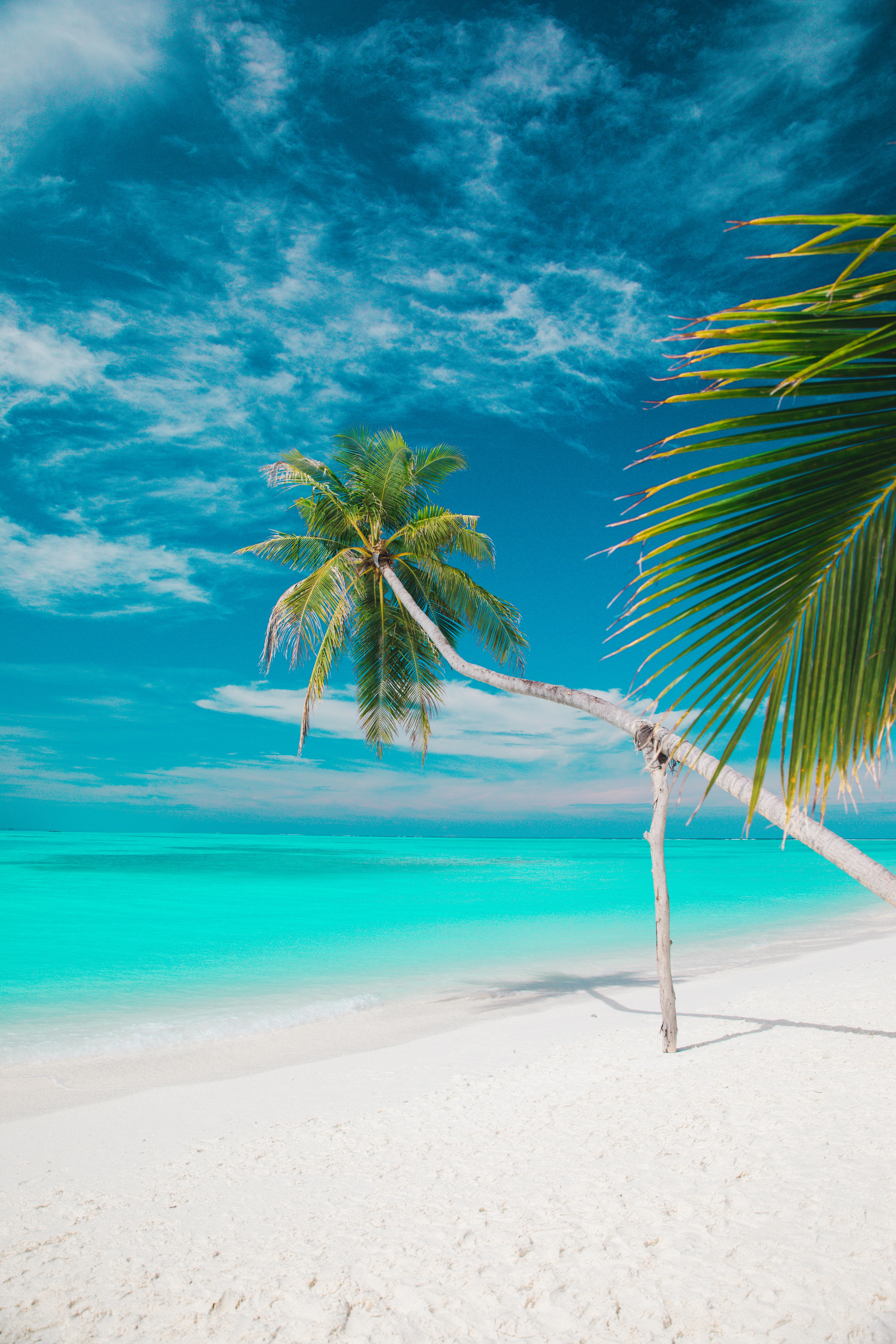 beach, summer, tropics, nature, sea, palms HD wallpaper