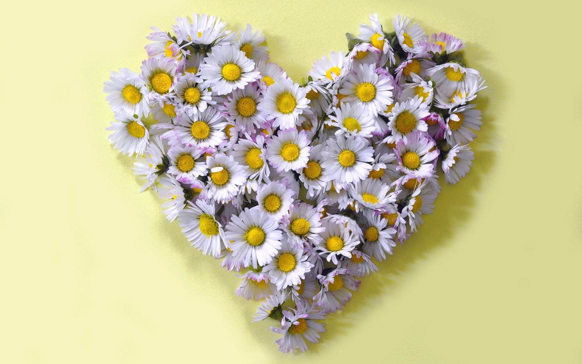 Free download wallpaper Heart, Artistic, Daisy, White Flower, Heart Shaped on your PC desktop