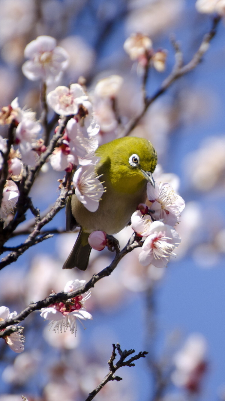 Handy-Wallpaper Tiere, Vögel, Vogel, Ast, Zweig, Frühling, Bokeh, Blüte kostenlos herunterladen.