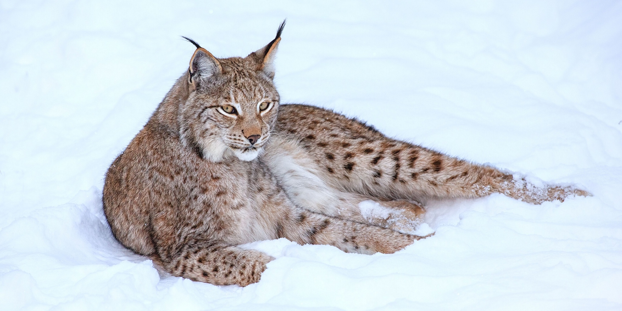 animal, lynx, snow, winter, cats