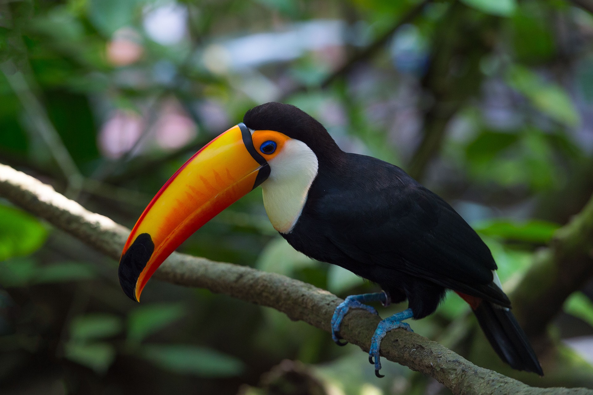 Laden Sie das Tiere, Vögel, Vogel, Tukan-Bild kostenlos auf Ihren PC-Desktop herunter