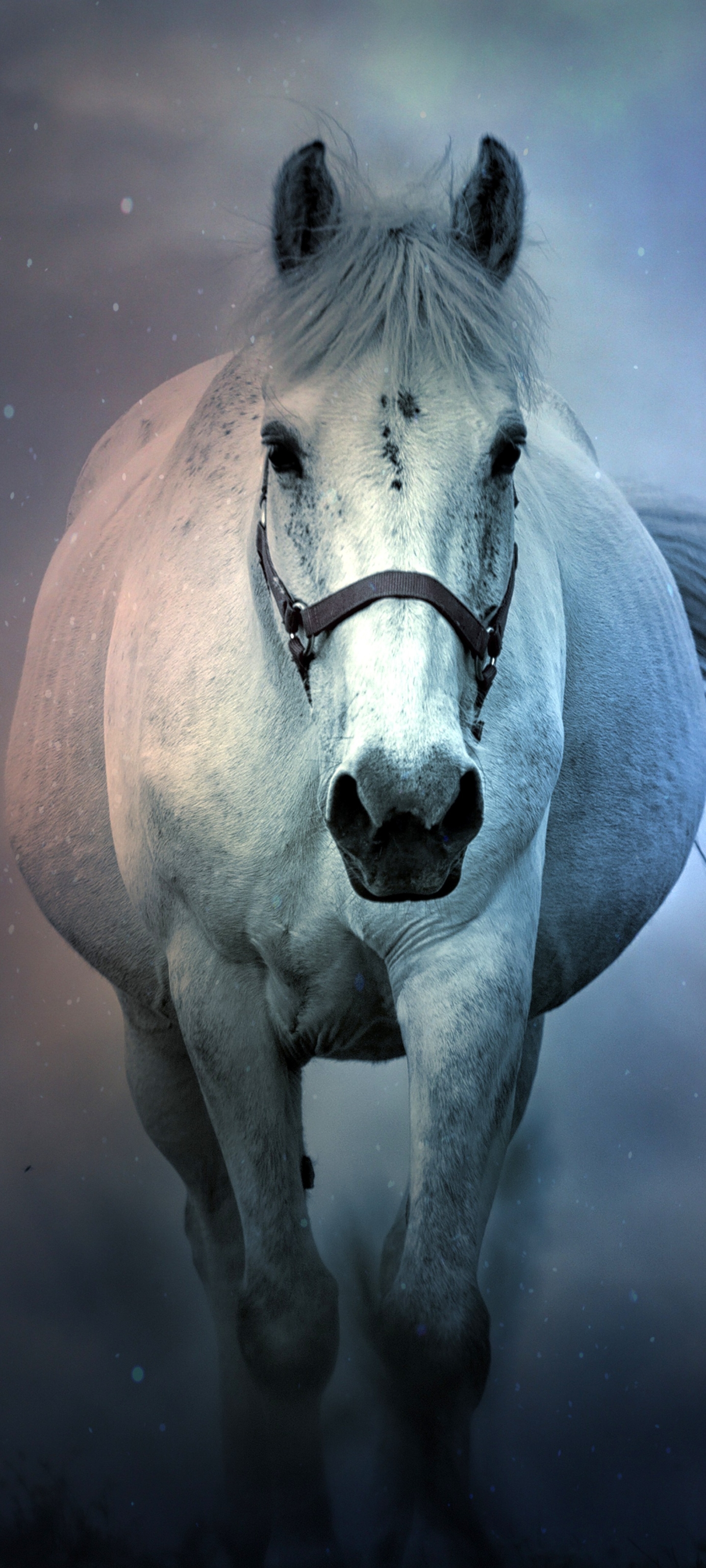 Download mobile wallpaper Animal, Horse for free.